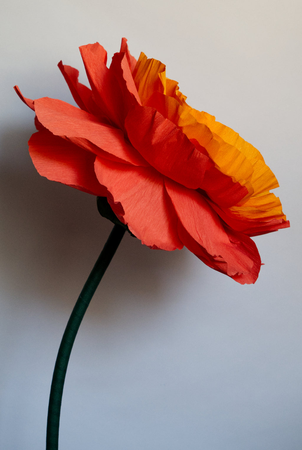 Open Orange Rose