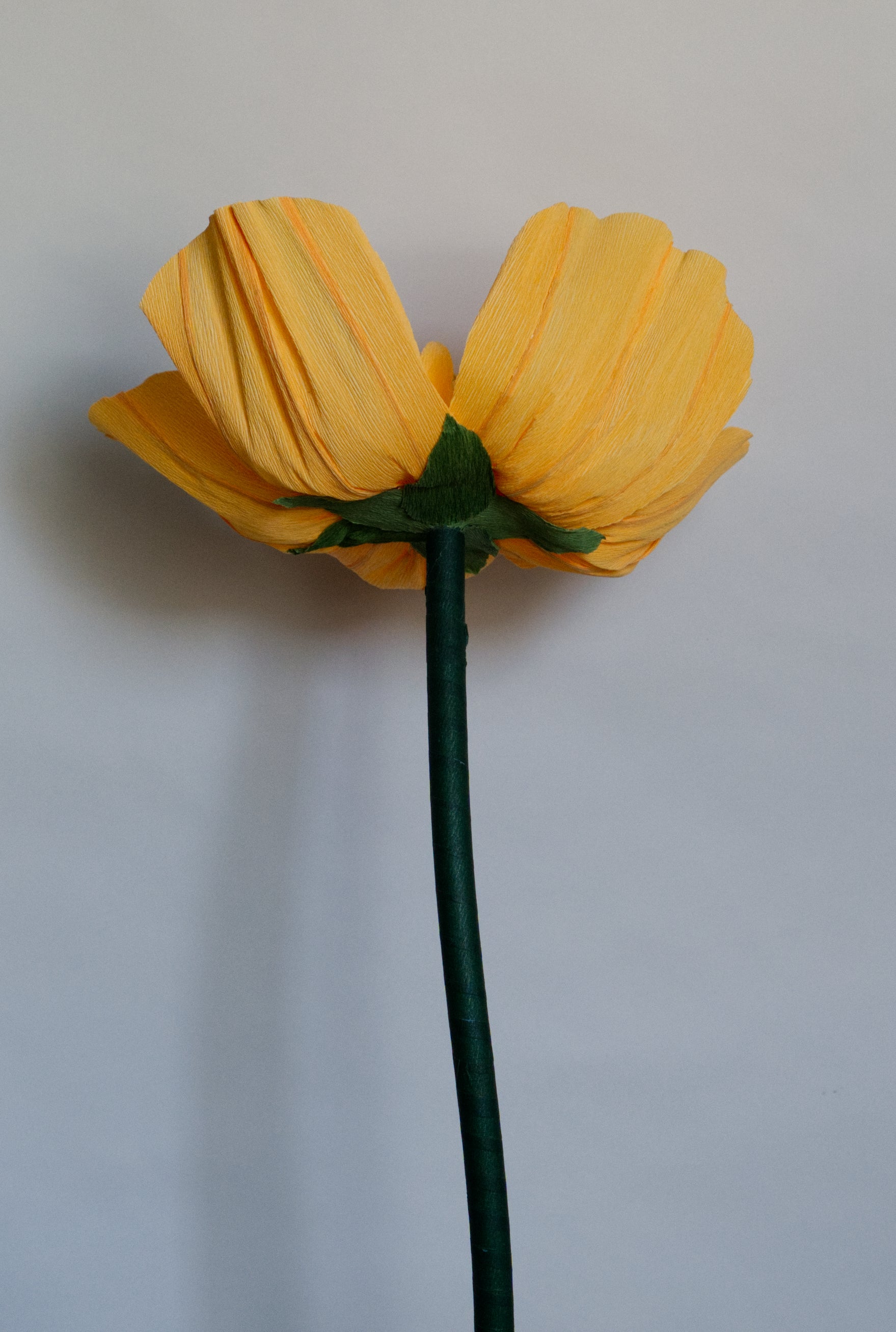 Orange Buttercup (Style 1)