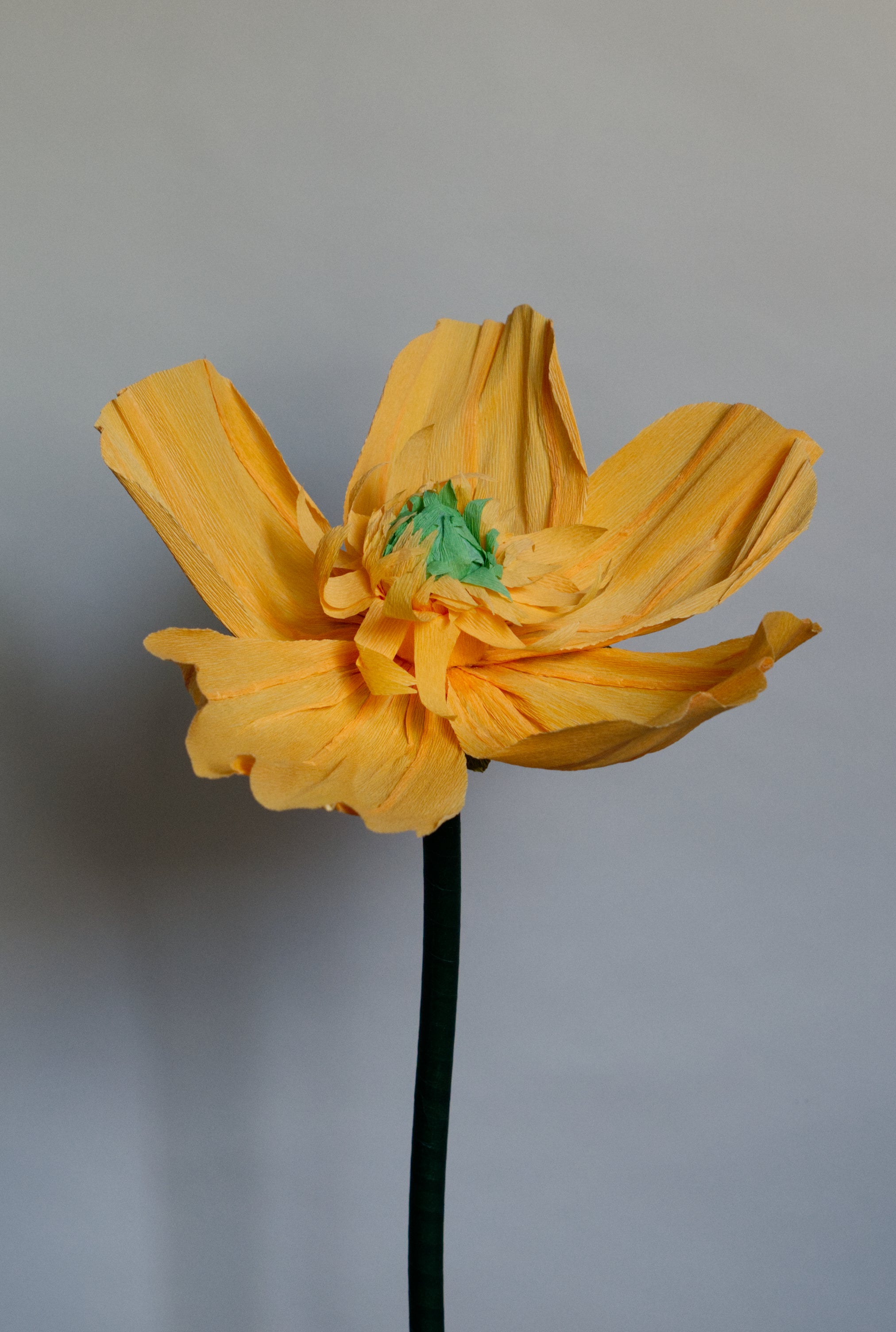 Orange Buttercup (Style 1)