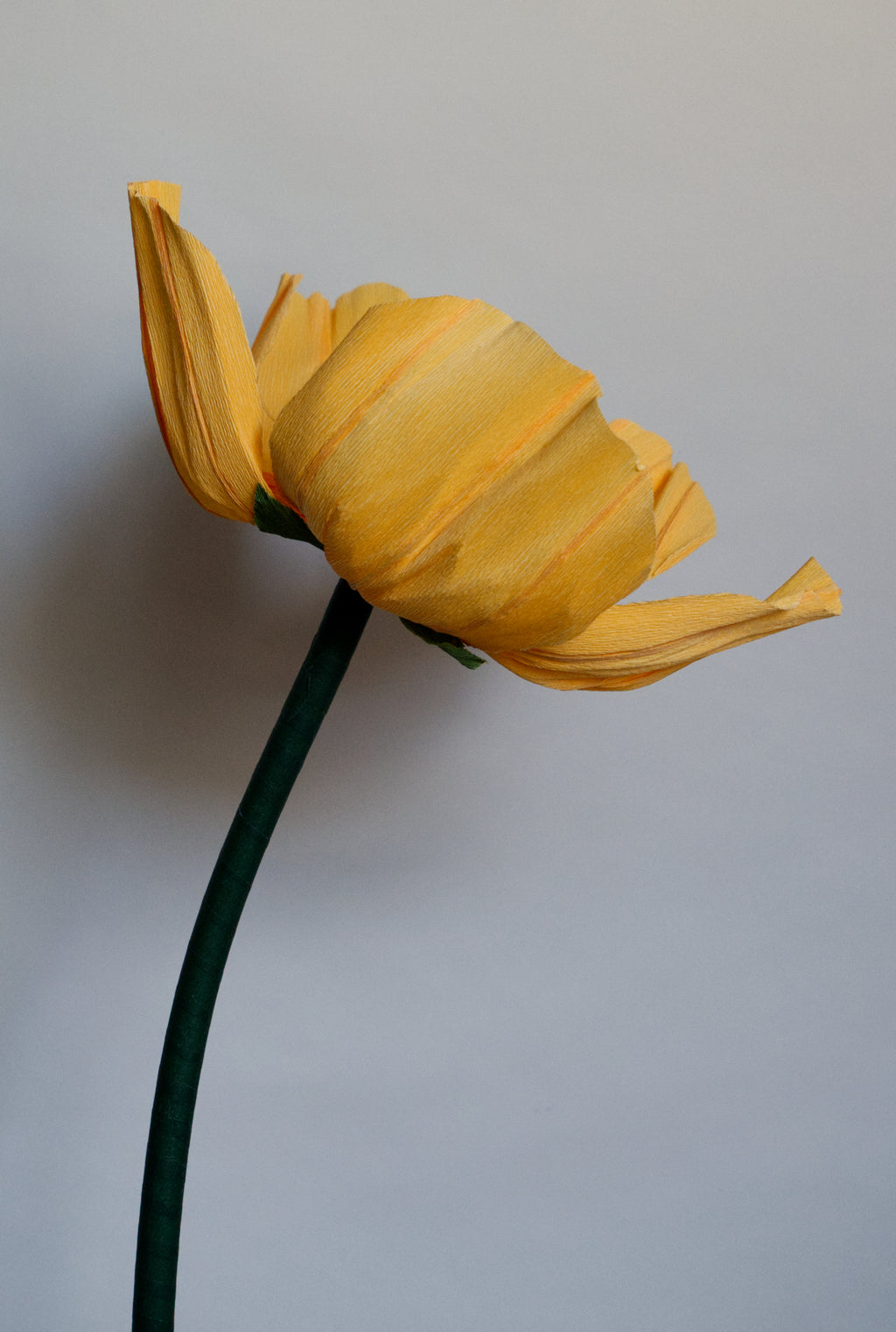 Orange Buttercup (Style 1)
