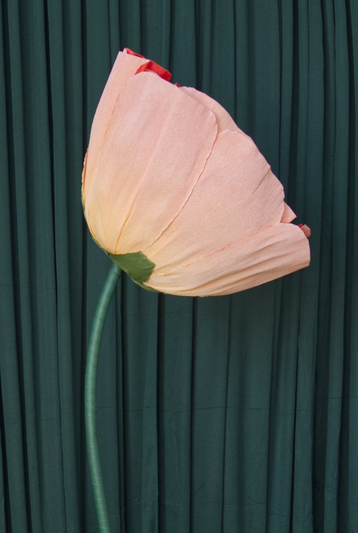Orange Ombre Buttercup RENTAL