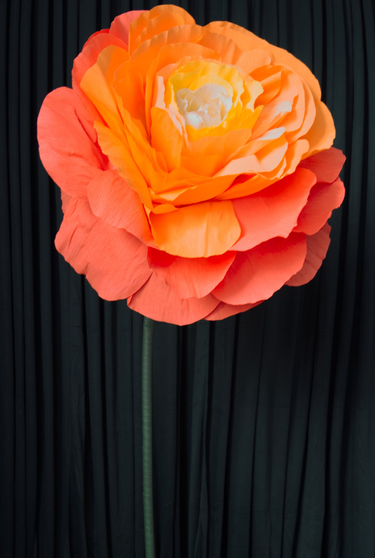 Loose Orange Rose RENTAL