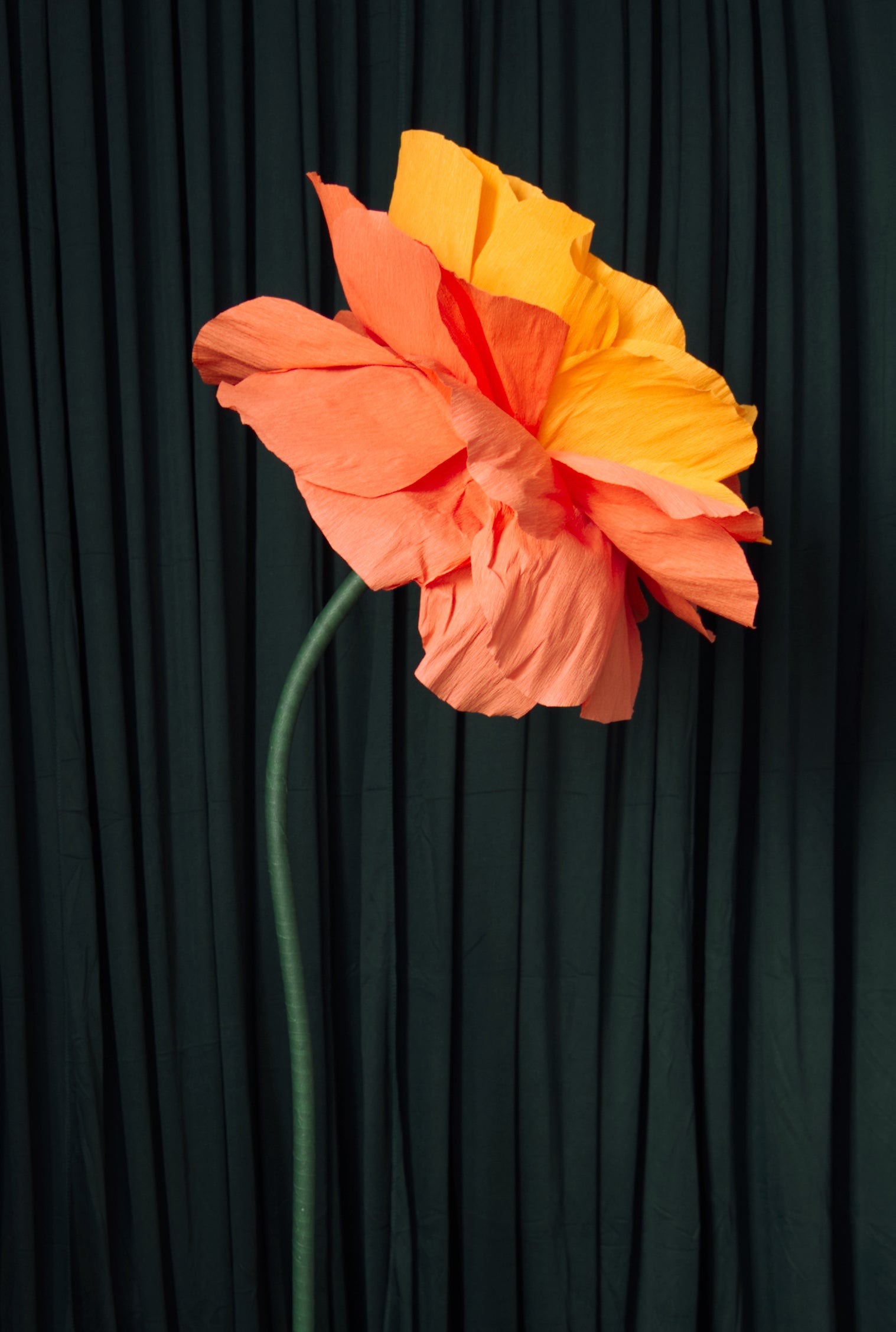 Loose Orange Rose RENTAL