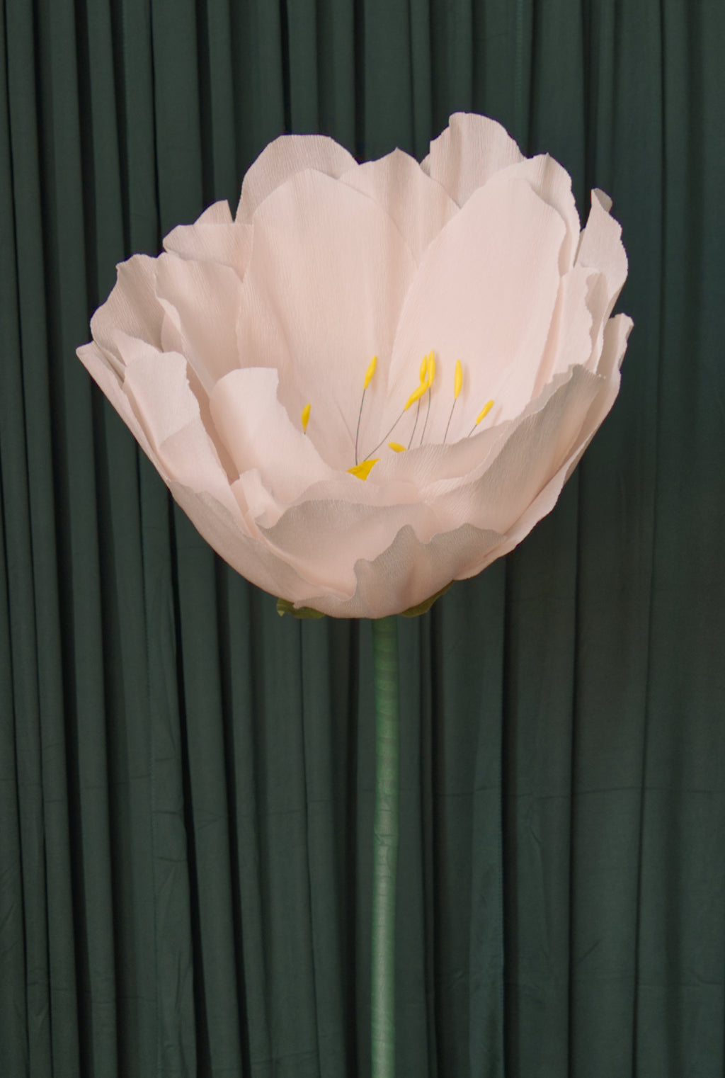 Pale Pink Lotus RENTAL