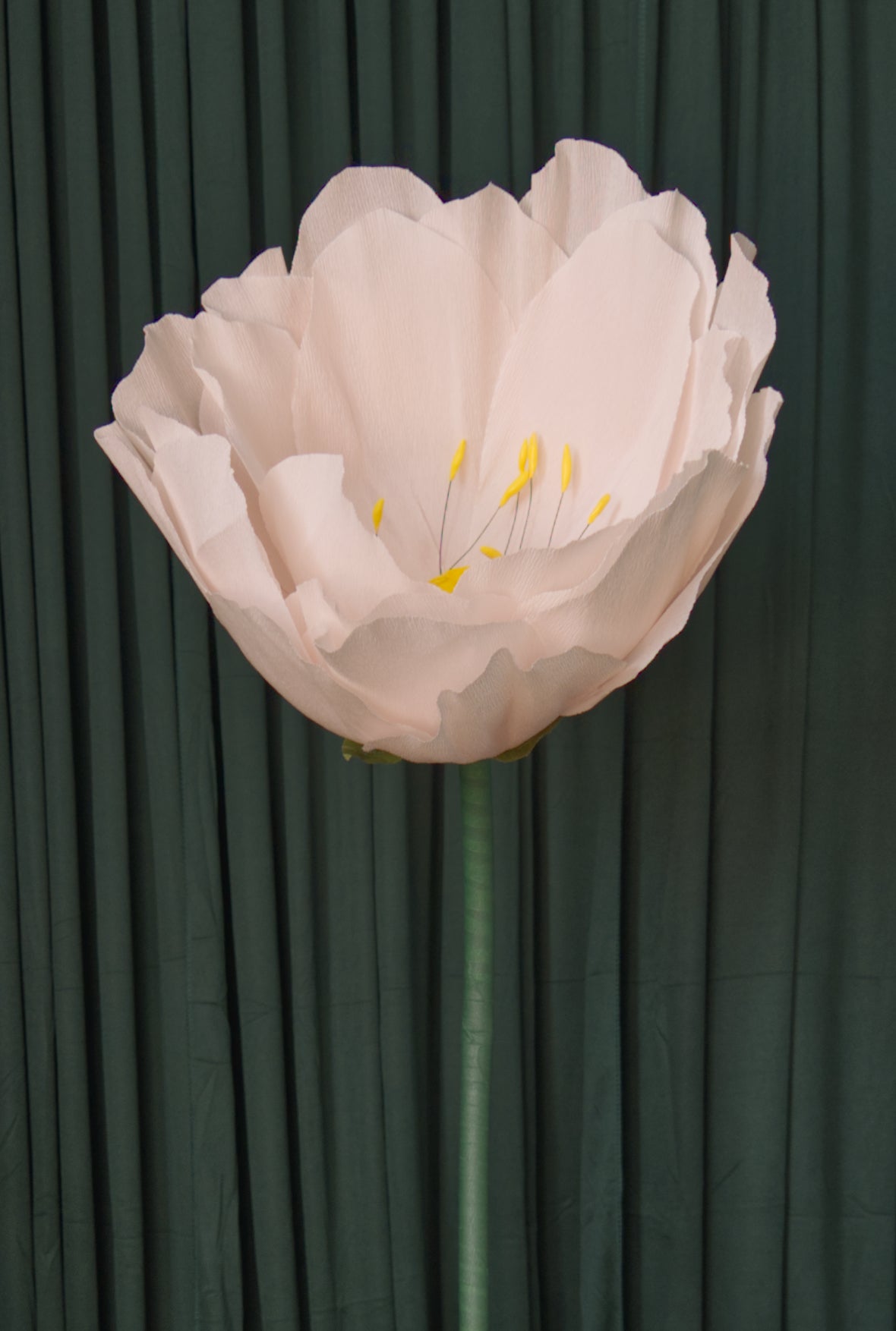 Pale Pink Lotus RENTAL