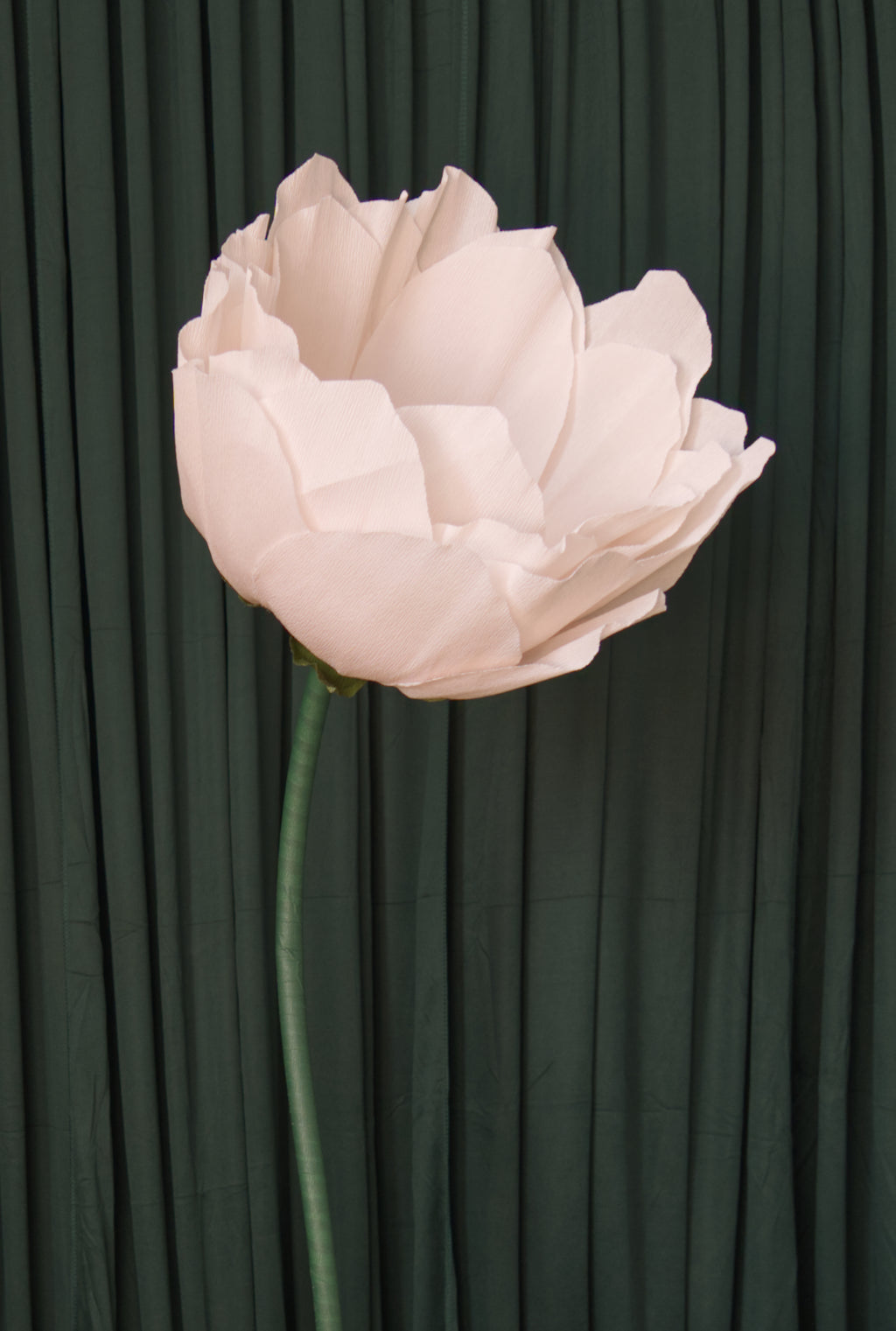 Pale Pink Lotus RENTAL