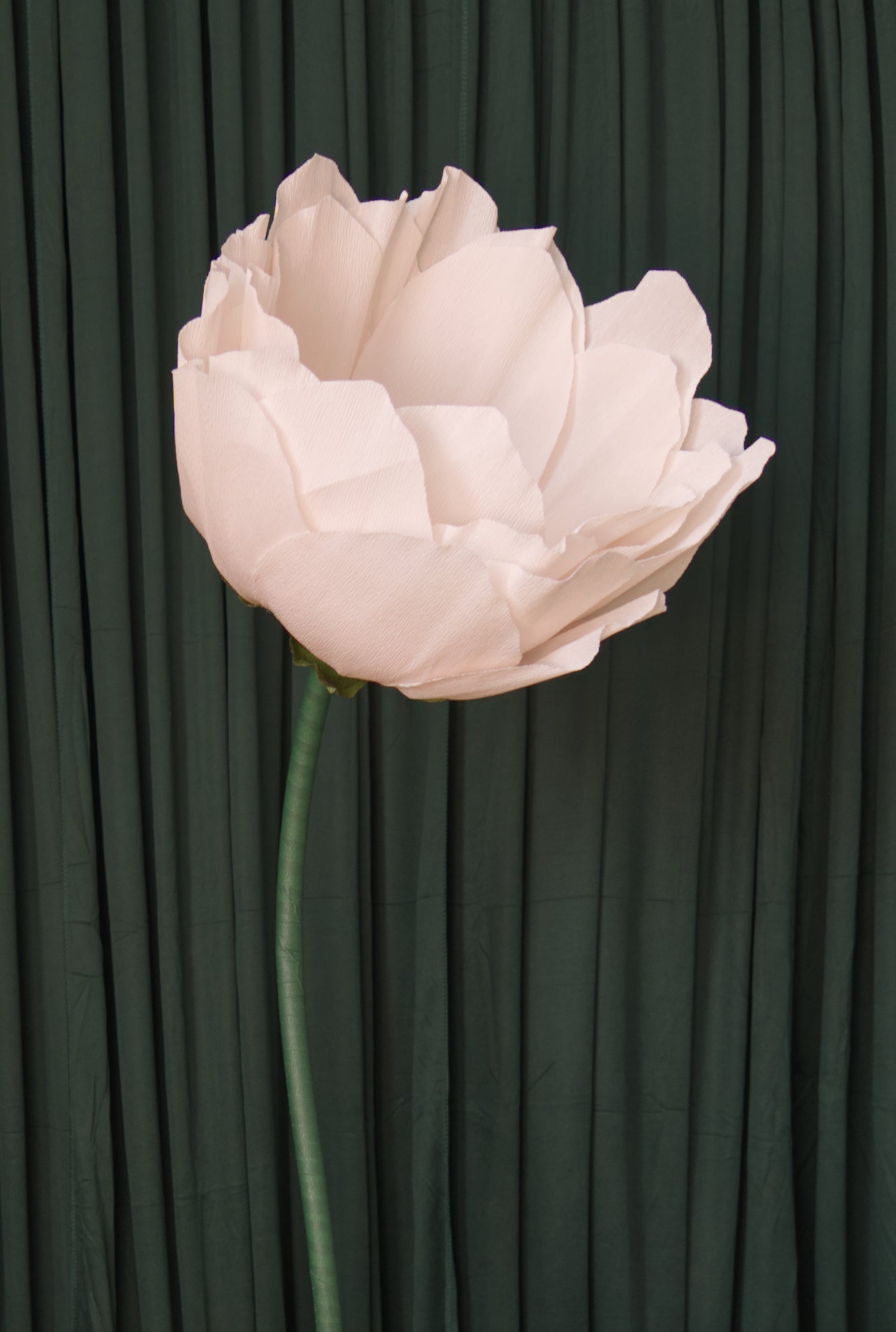 Pale Pink Lotus RENTAL