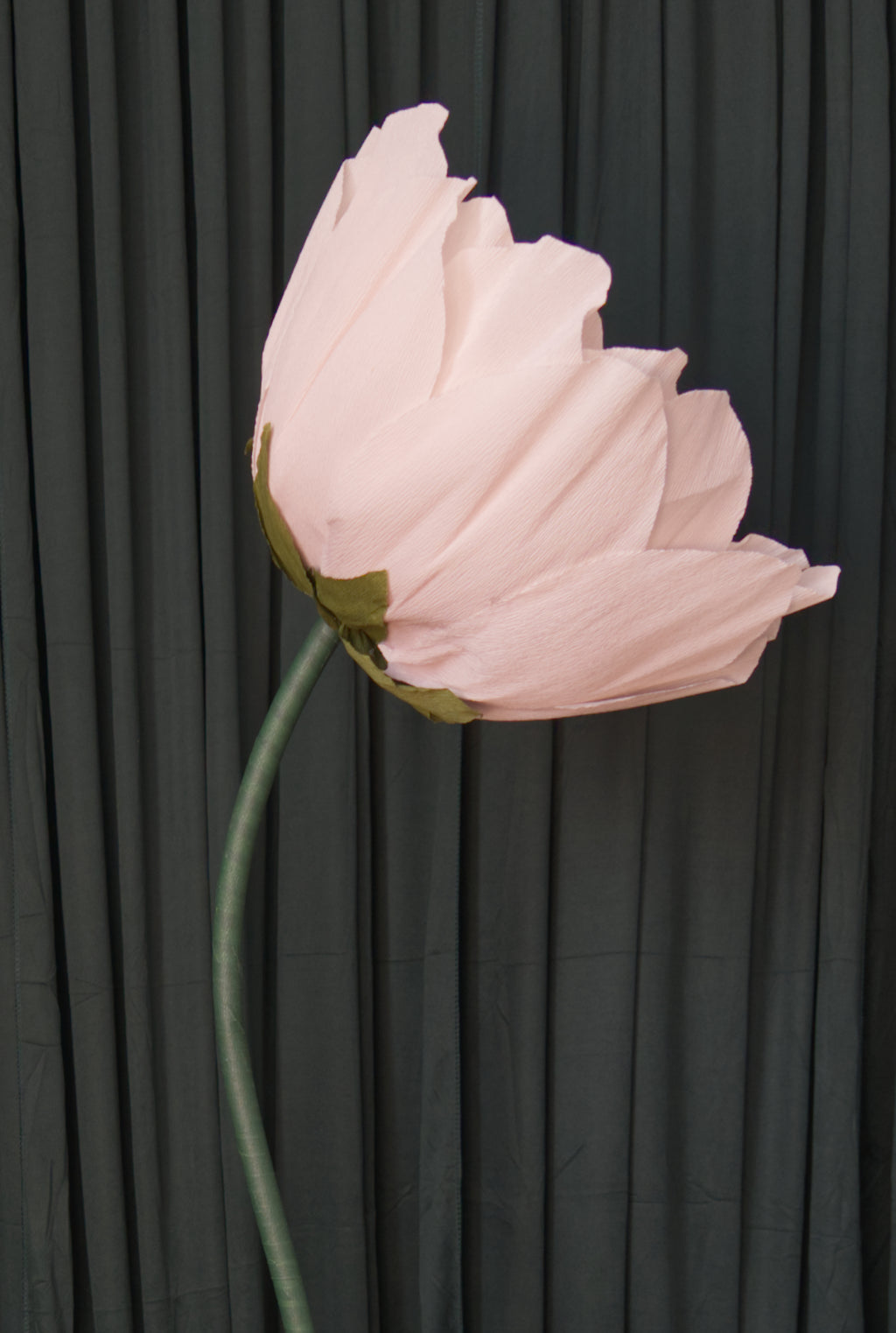Pale Pink Lotus RENTAL