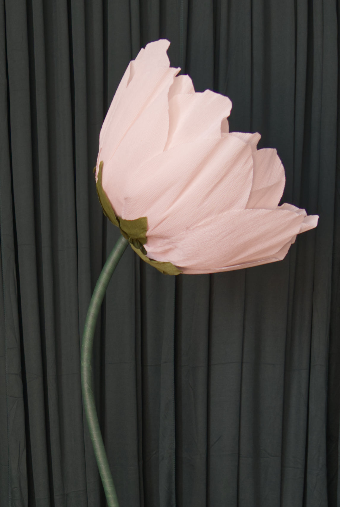 Pale Pink Lotus RENTAL
