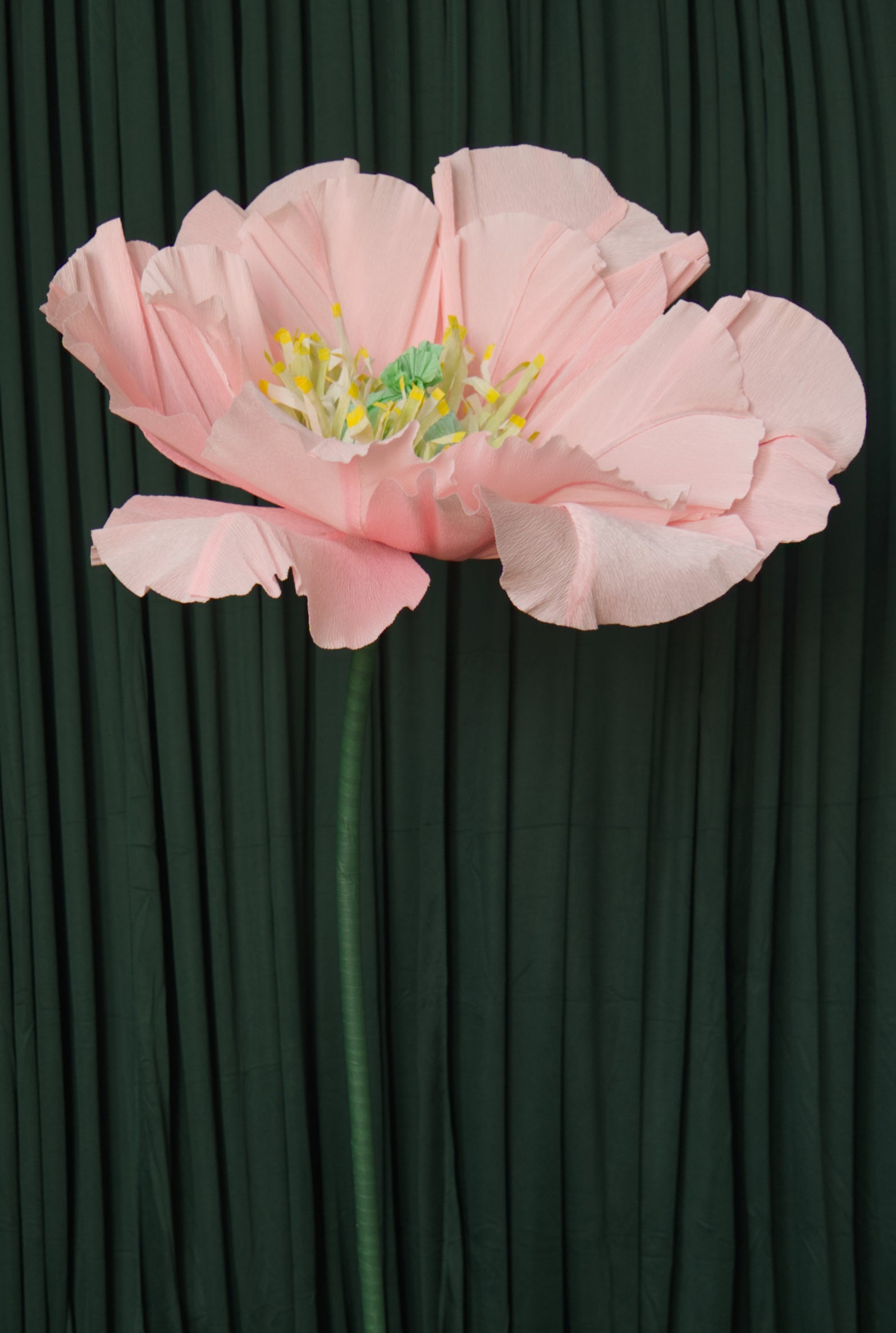 Pale Pink Poppy (Style 1, Small) RENTAL