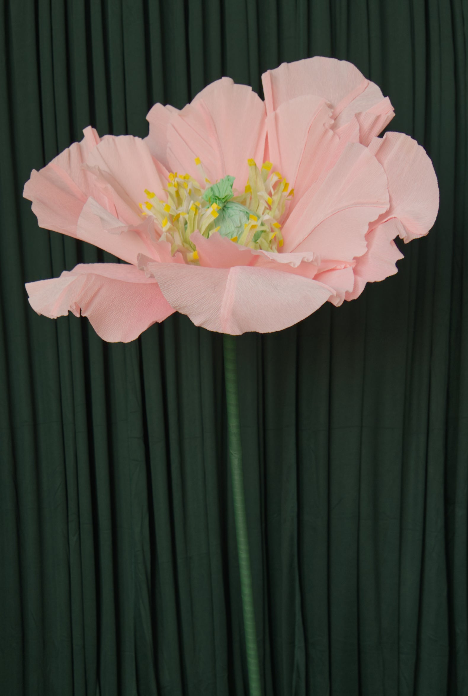 Pale Pink Poppy (Style 1, Small) RENTAL