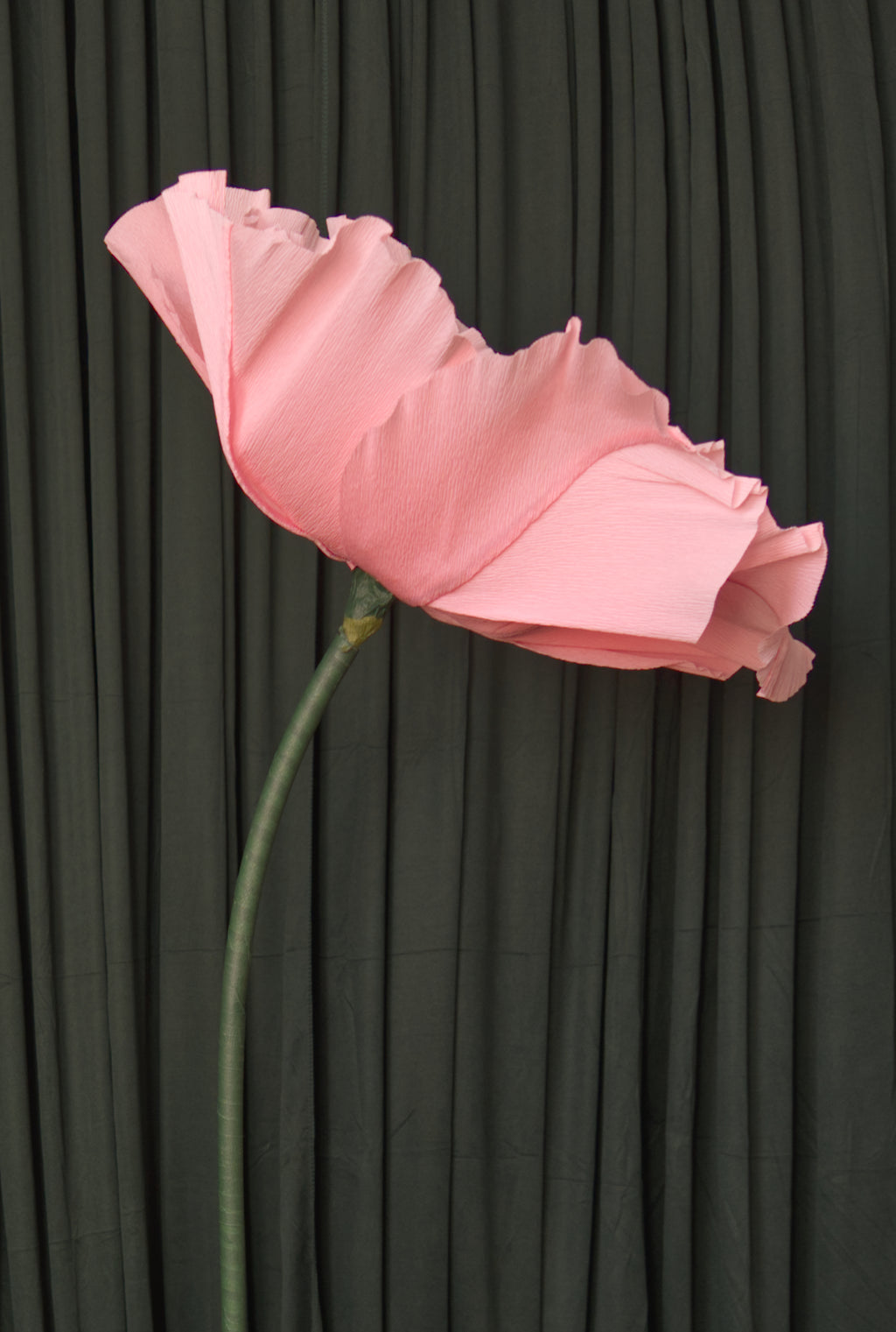 Pale Pink Poppy (Style 1, Small) RENTAL