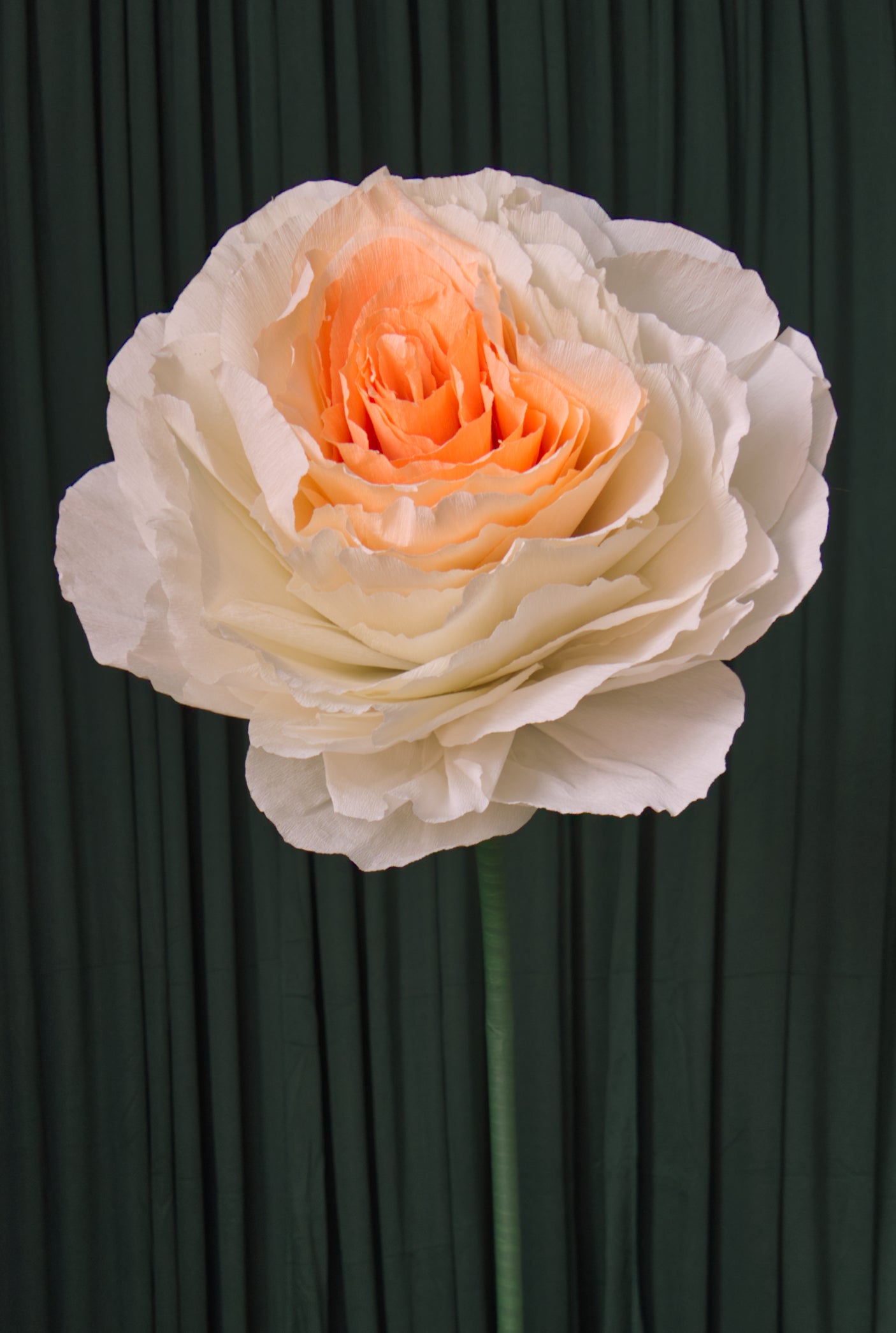 Peach Ombre Rose RENTAL