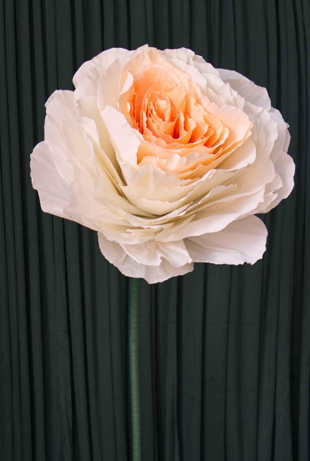 Peach Ombre Rose RENTAL
