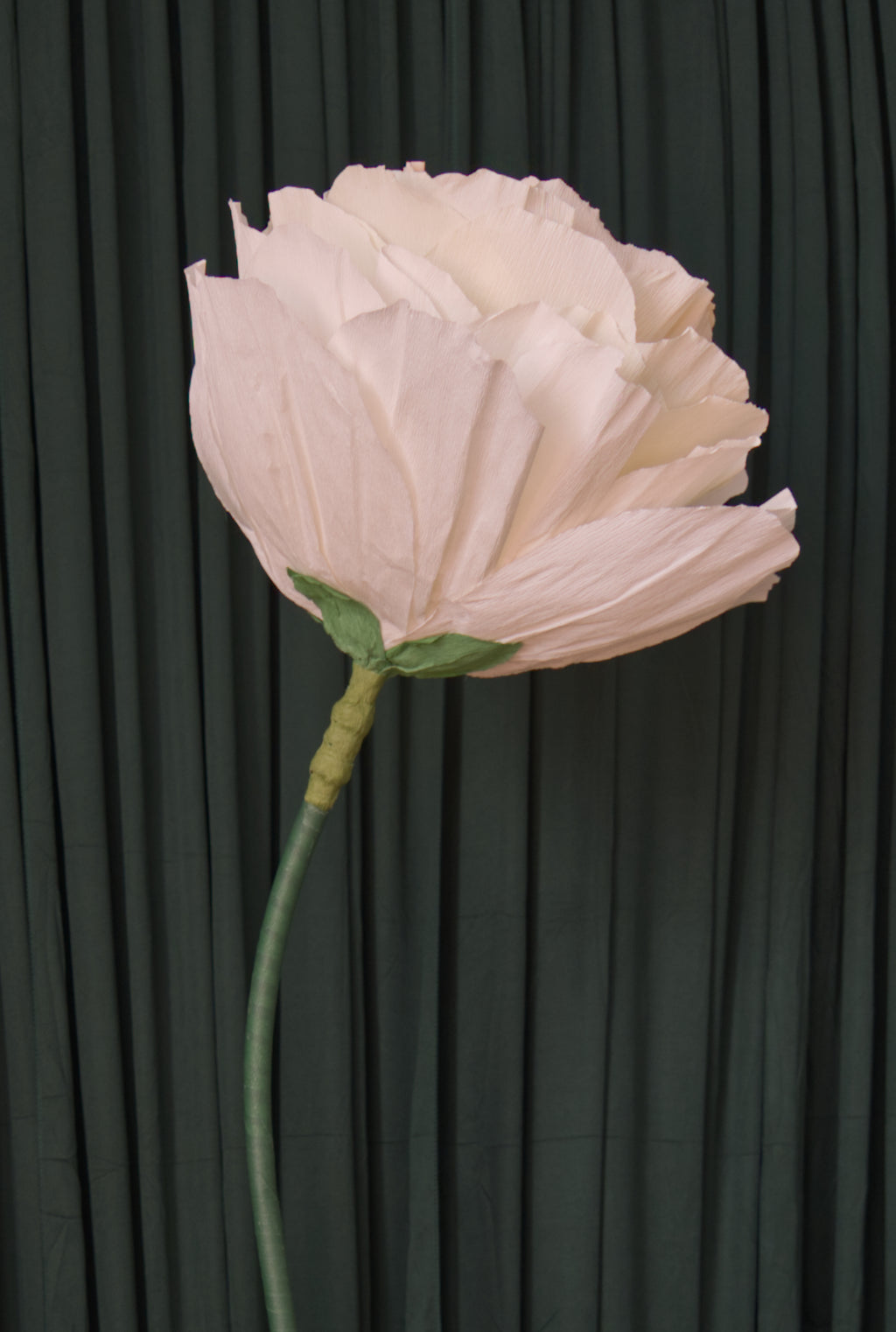 Peach Ombre Rose RENTAL