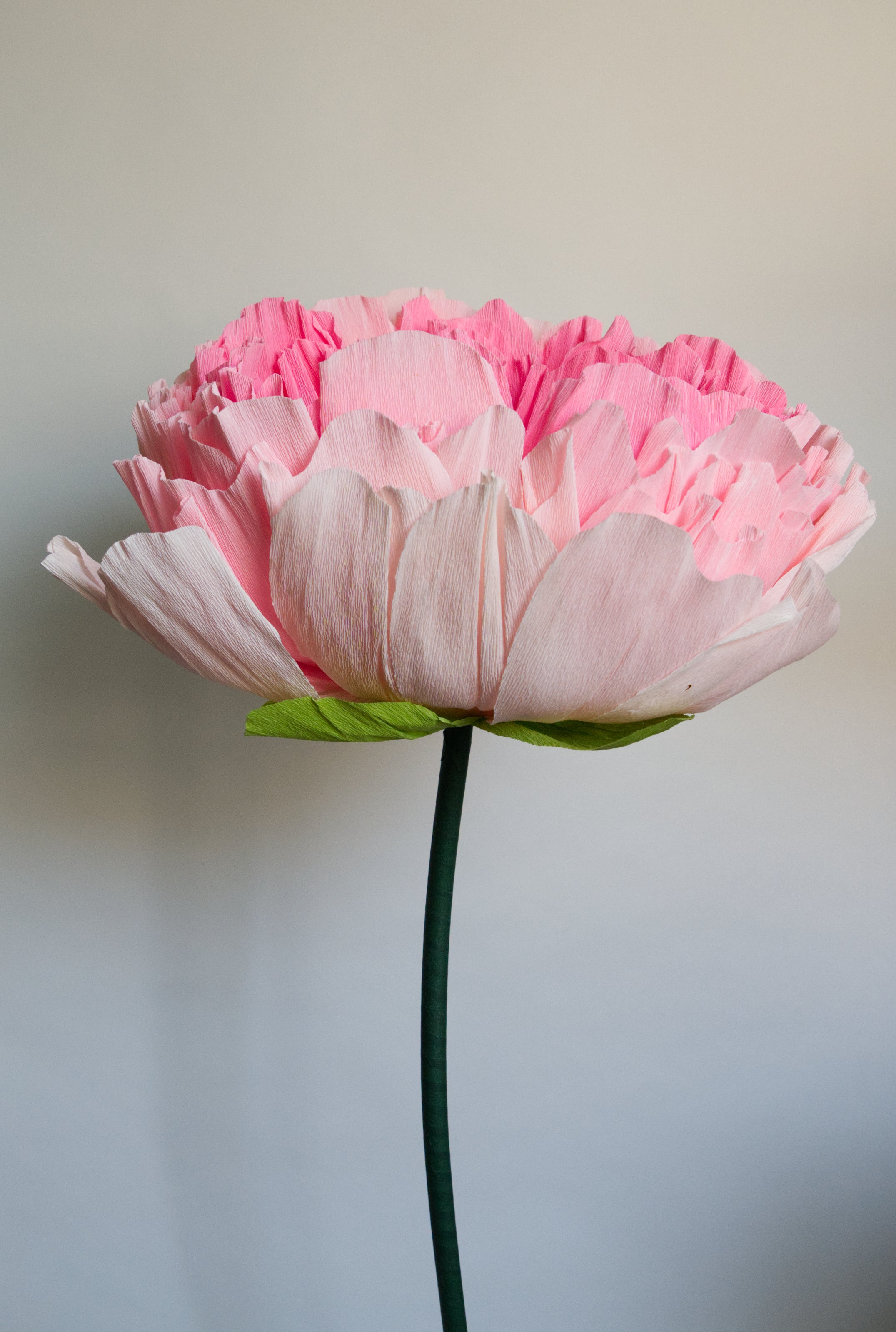 Pink Double Peony (Style 1)