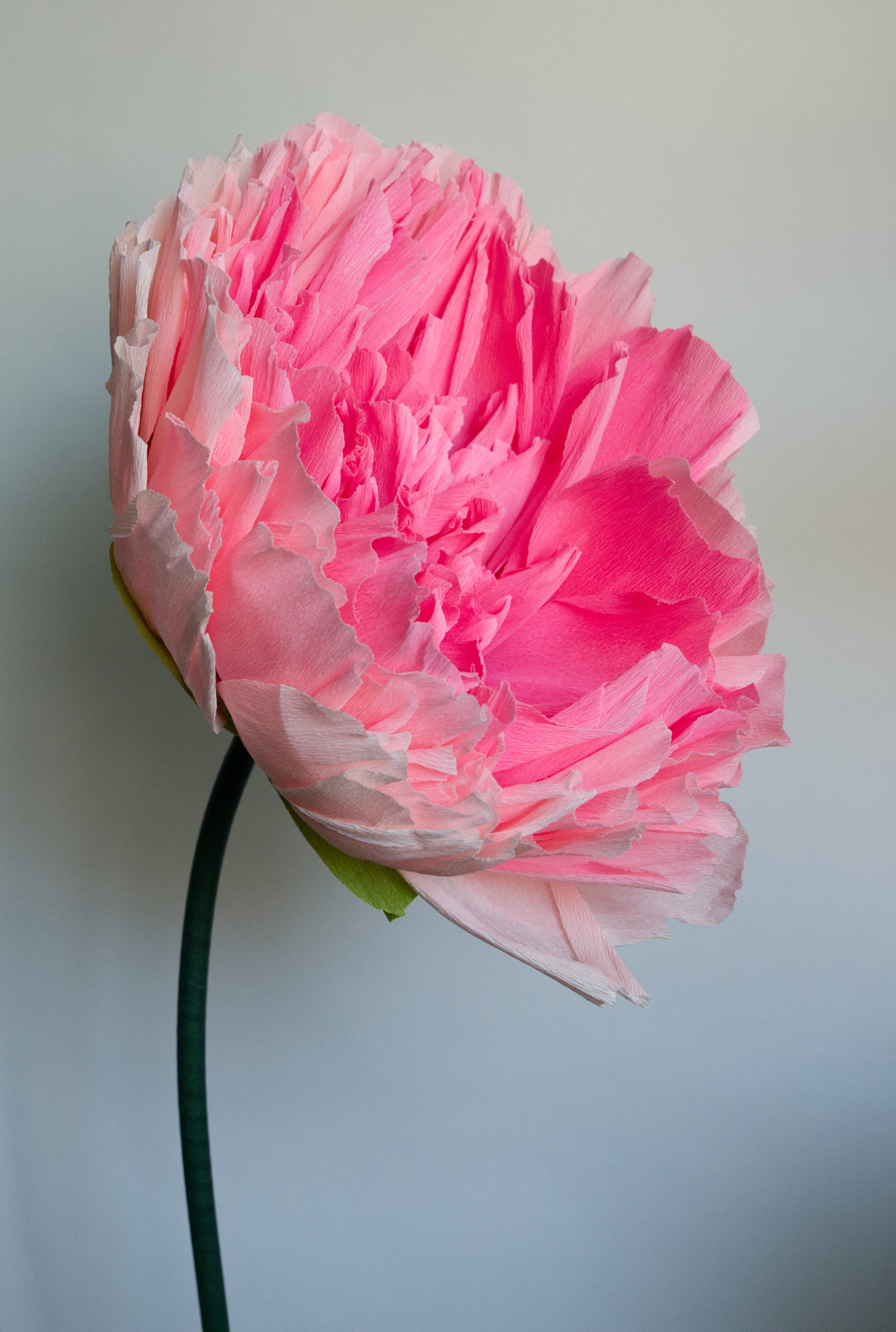 Pink Double Peony (Style 1)