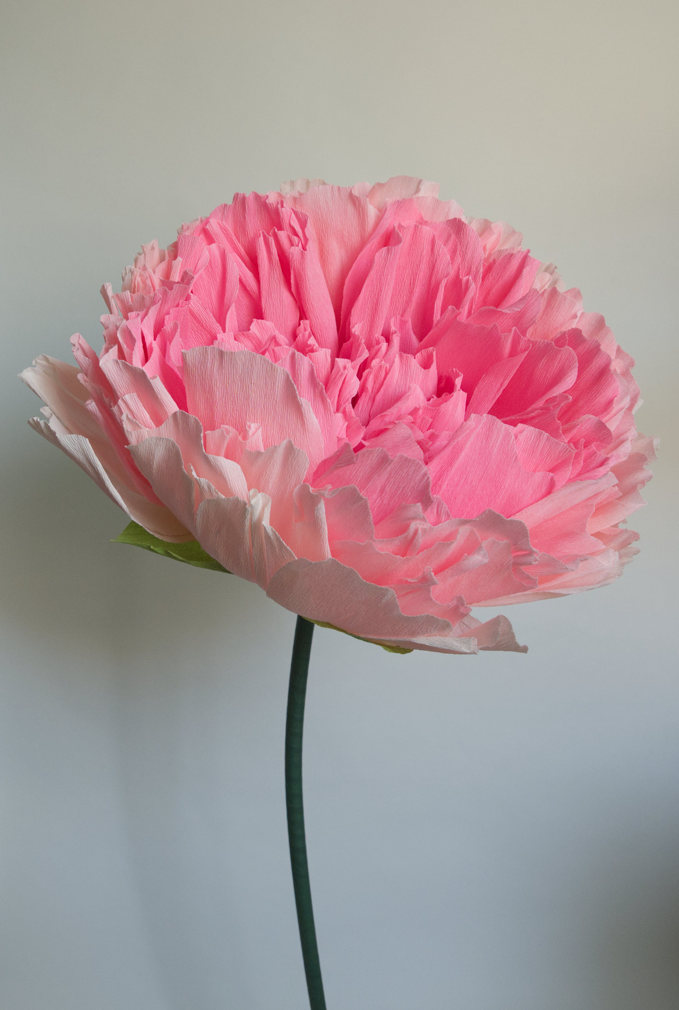 Pink Double Peony (Style 1)