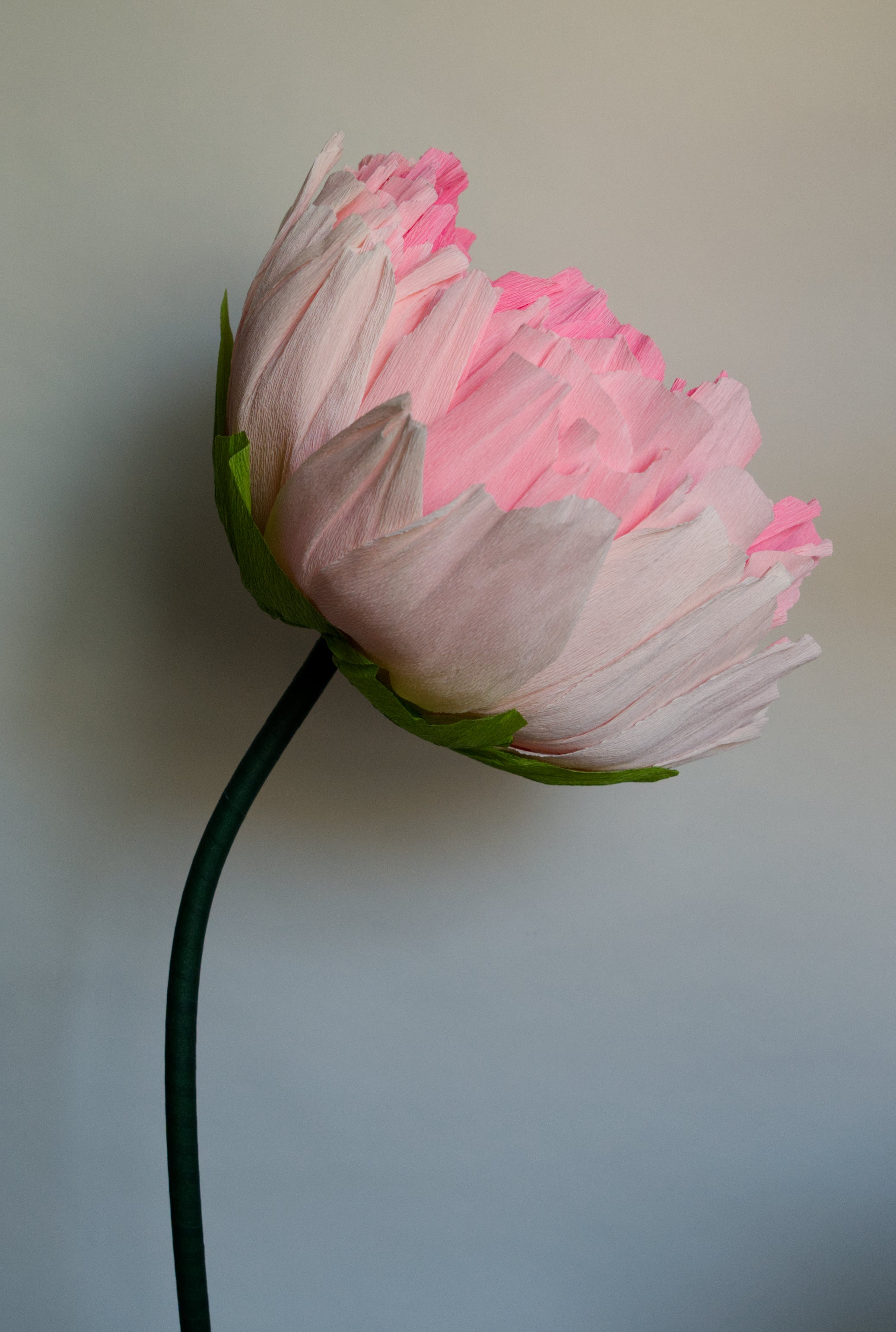 Pink Double Peony (Style 1)