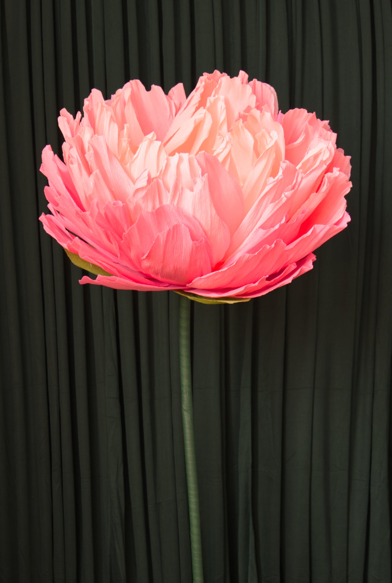 Pink Double Peony (Style 2) RENTAL