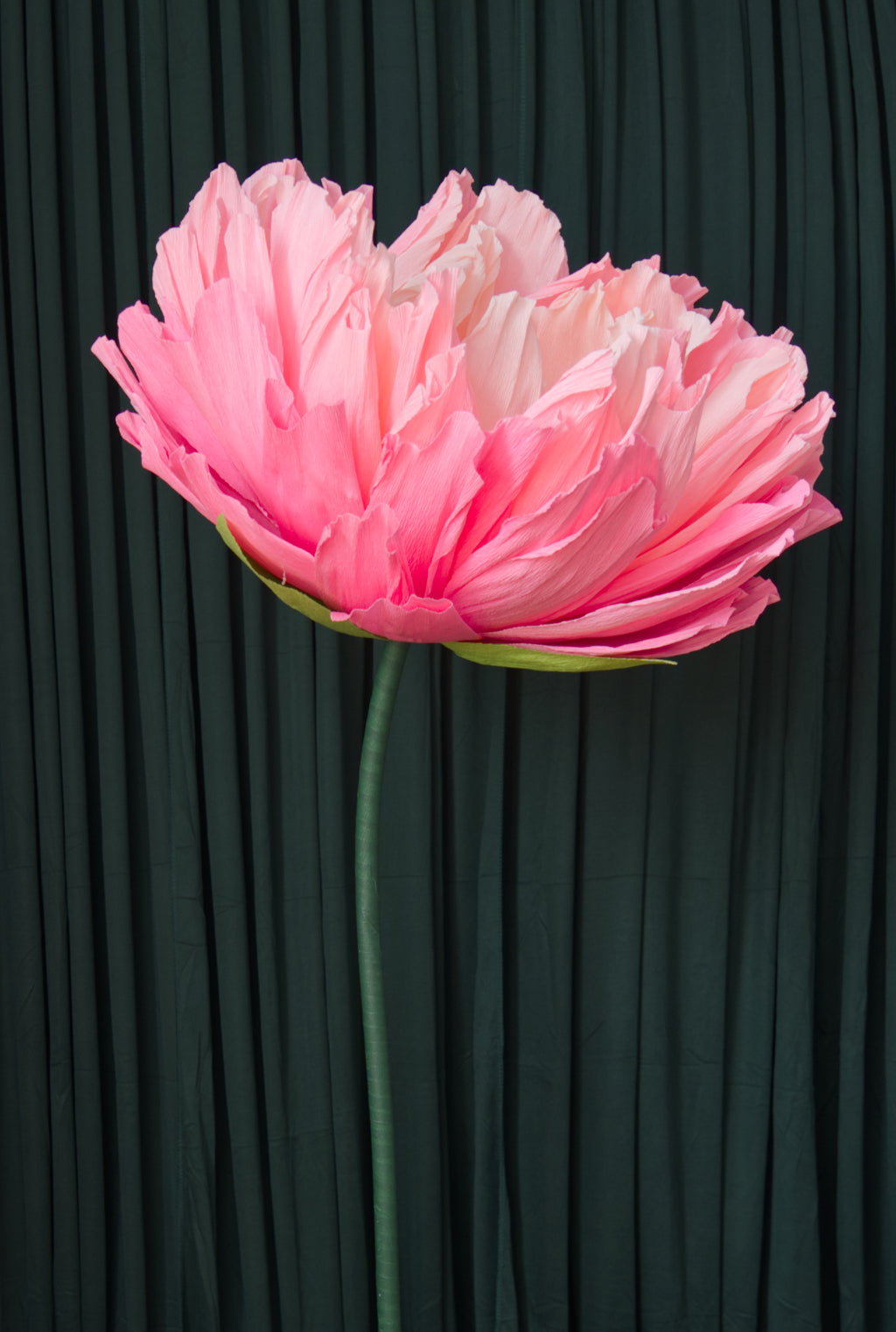 Pink Double Peony (Style 2) RENTAL