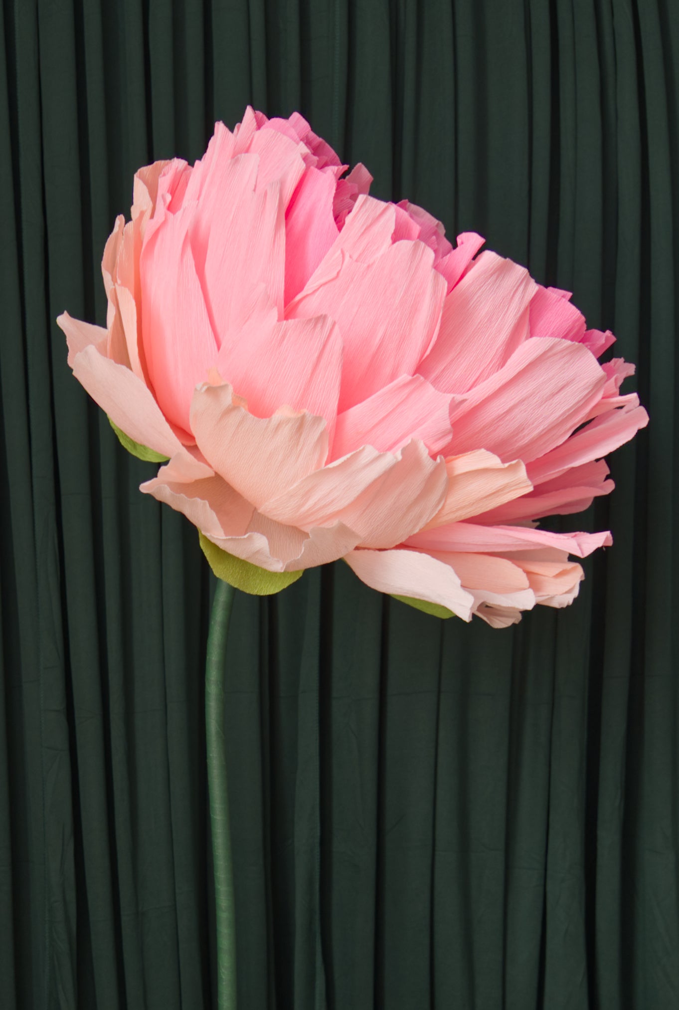 Pink Double Peony (Style 2) RENTAL