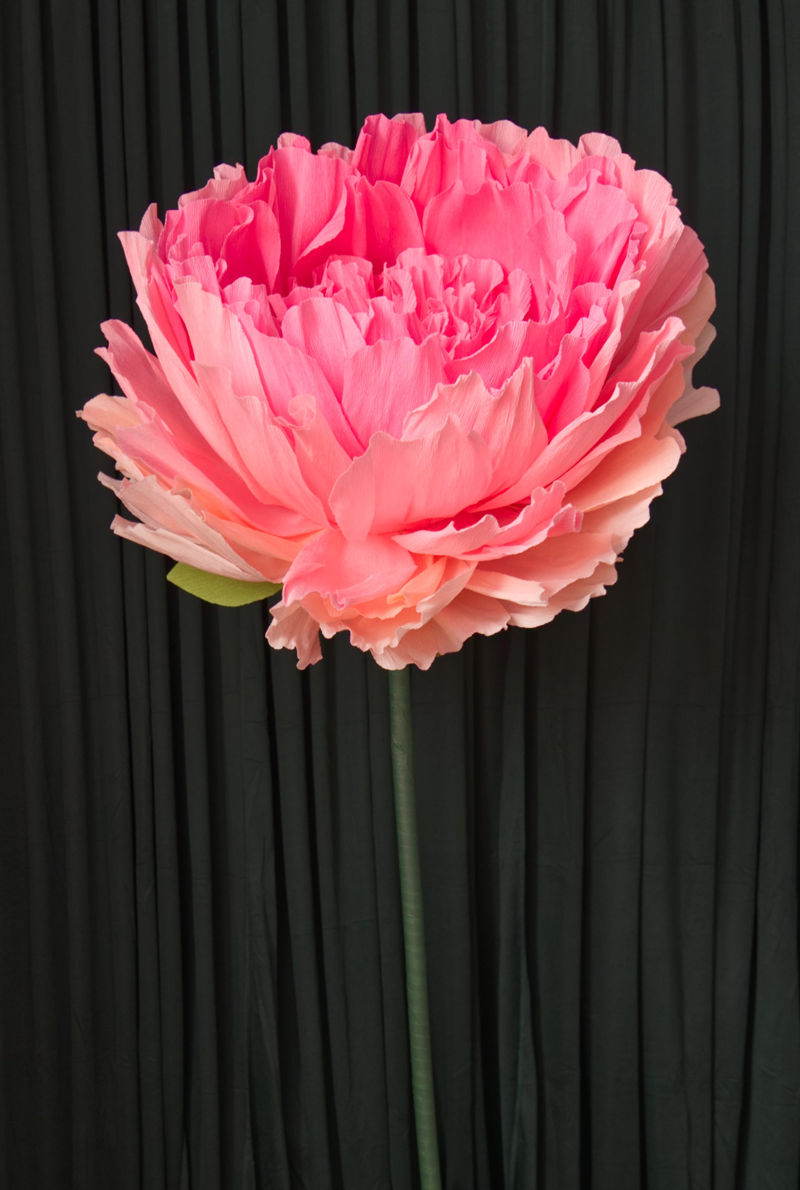 Giant Pink Double Peony crepe paper flower, style one