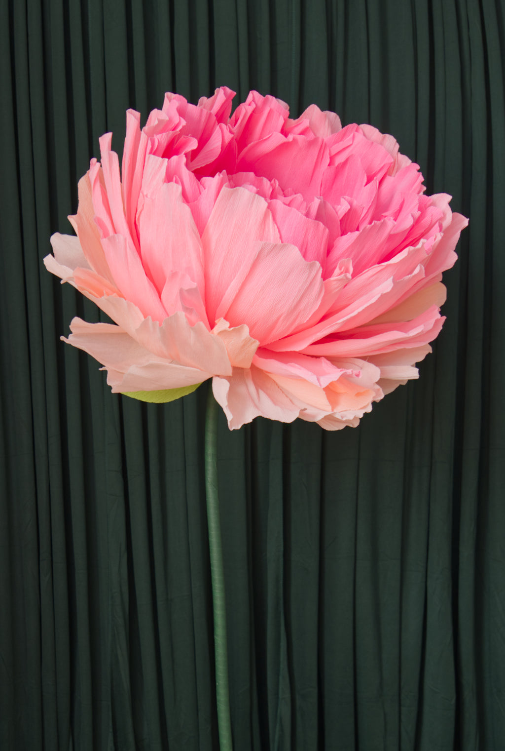 Pink Double Peony (Style 1) RENTAL