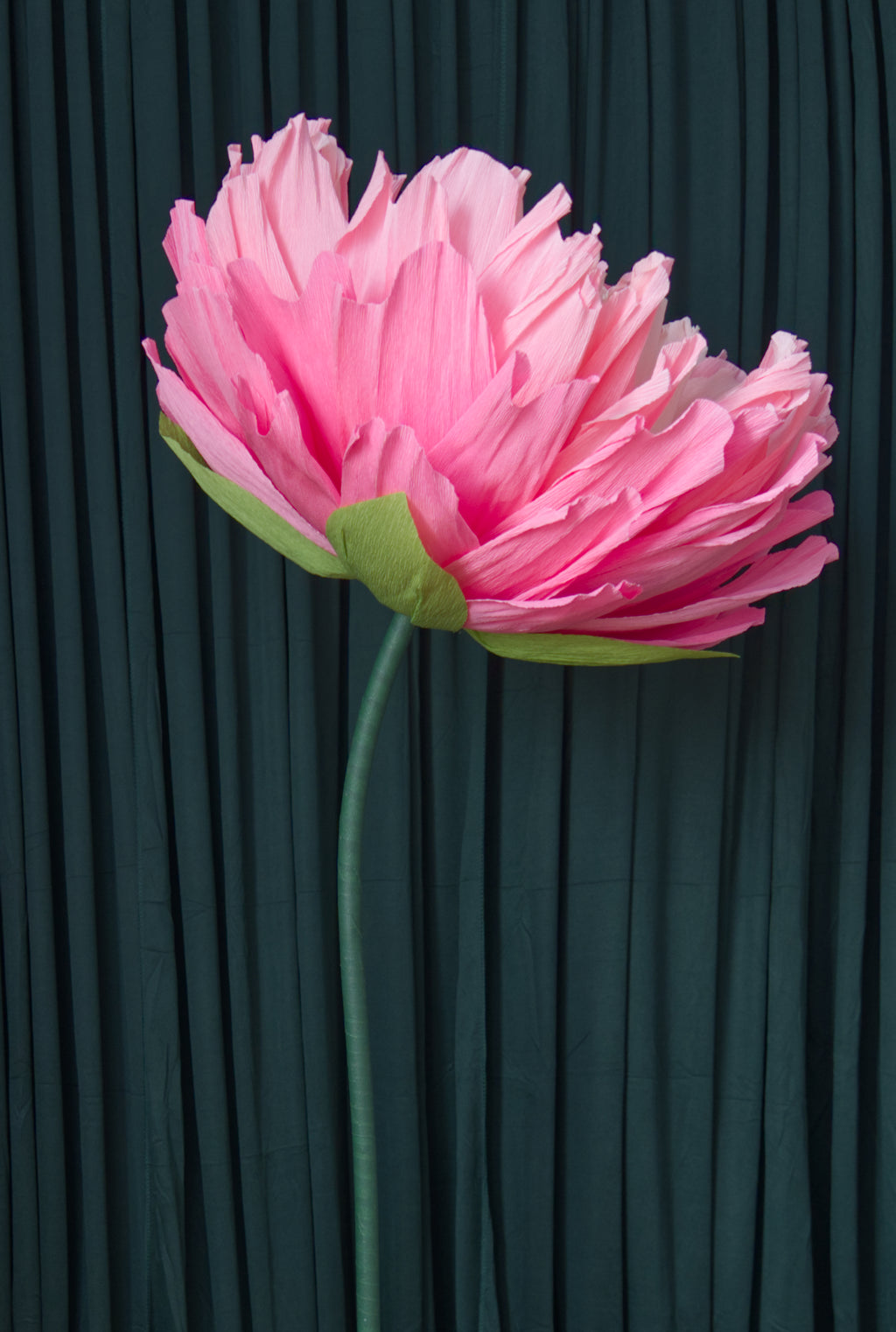 Pink Double Peony (Style 1) RENTAL