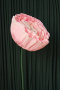 Pink Ranunculus RENTAL