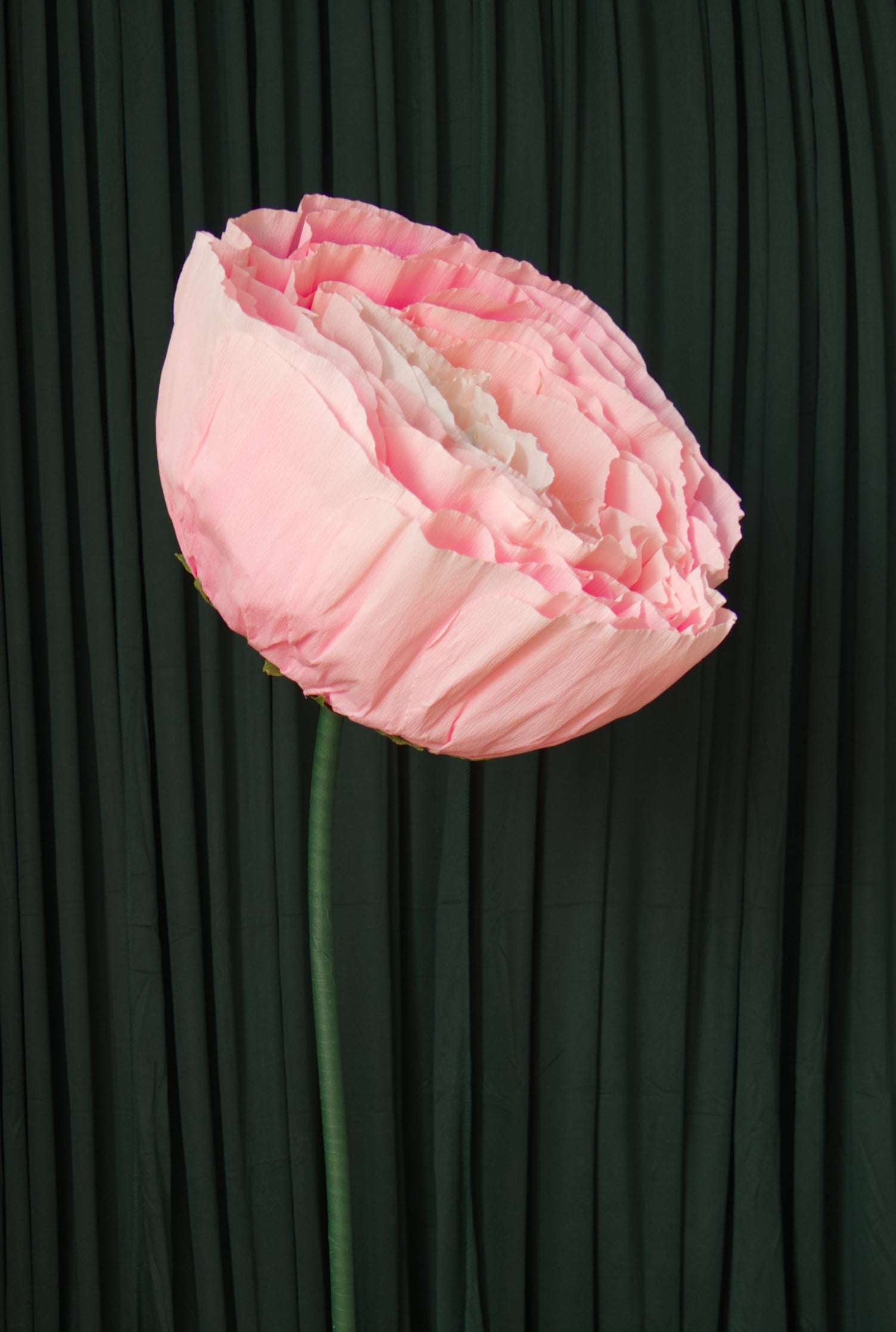 Pink Ranunculus RENTAL