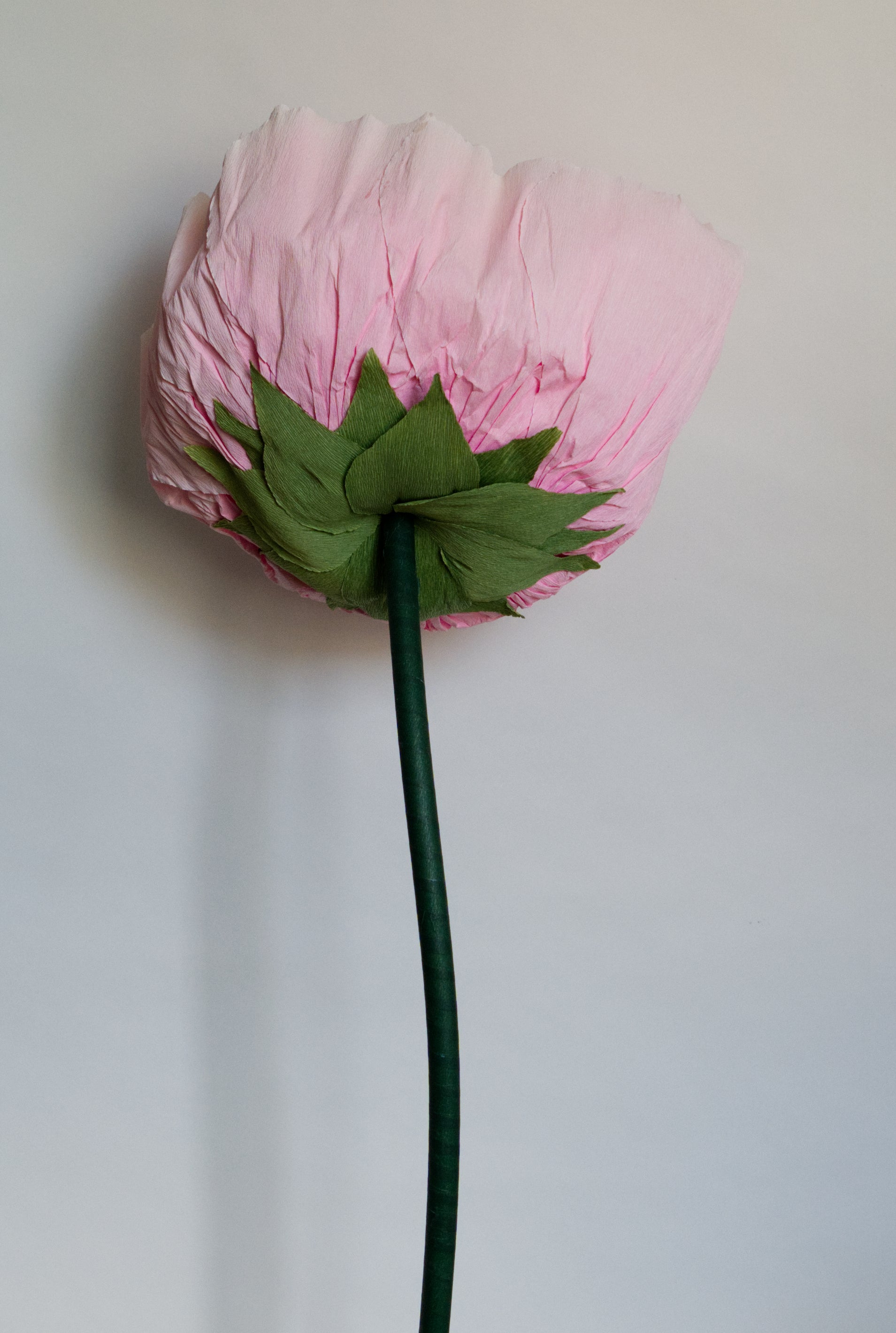 Pink Ranunculus
