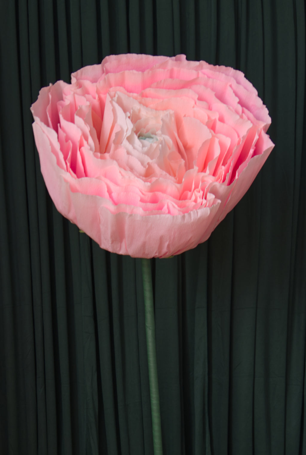 Pink Ranunculus RENTAL