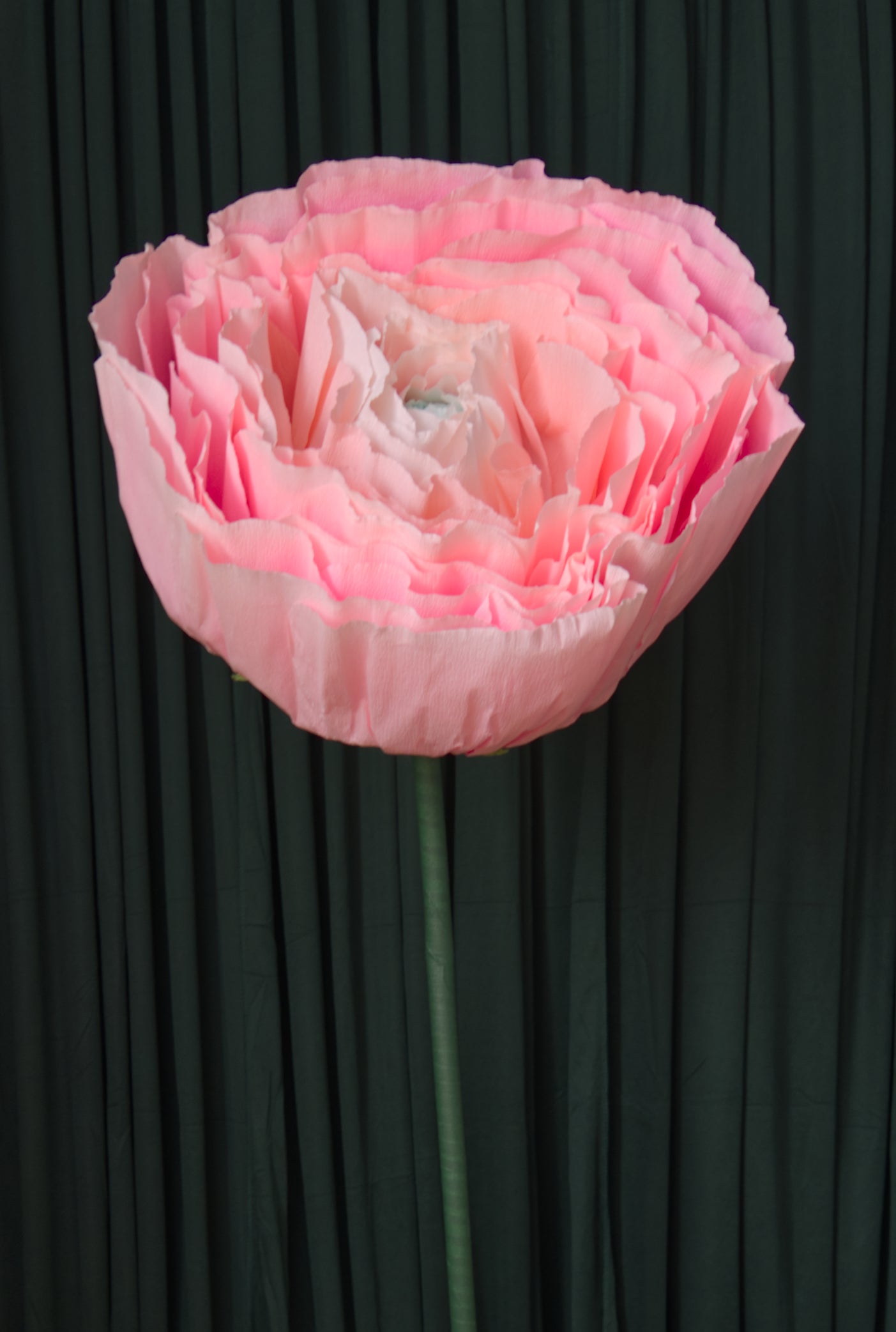 Pink Ranunculus RENTAL