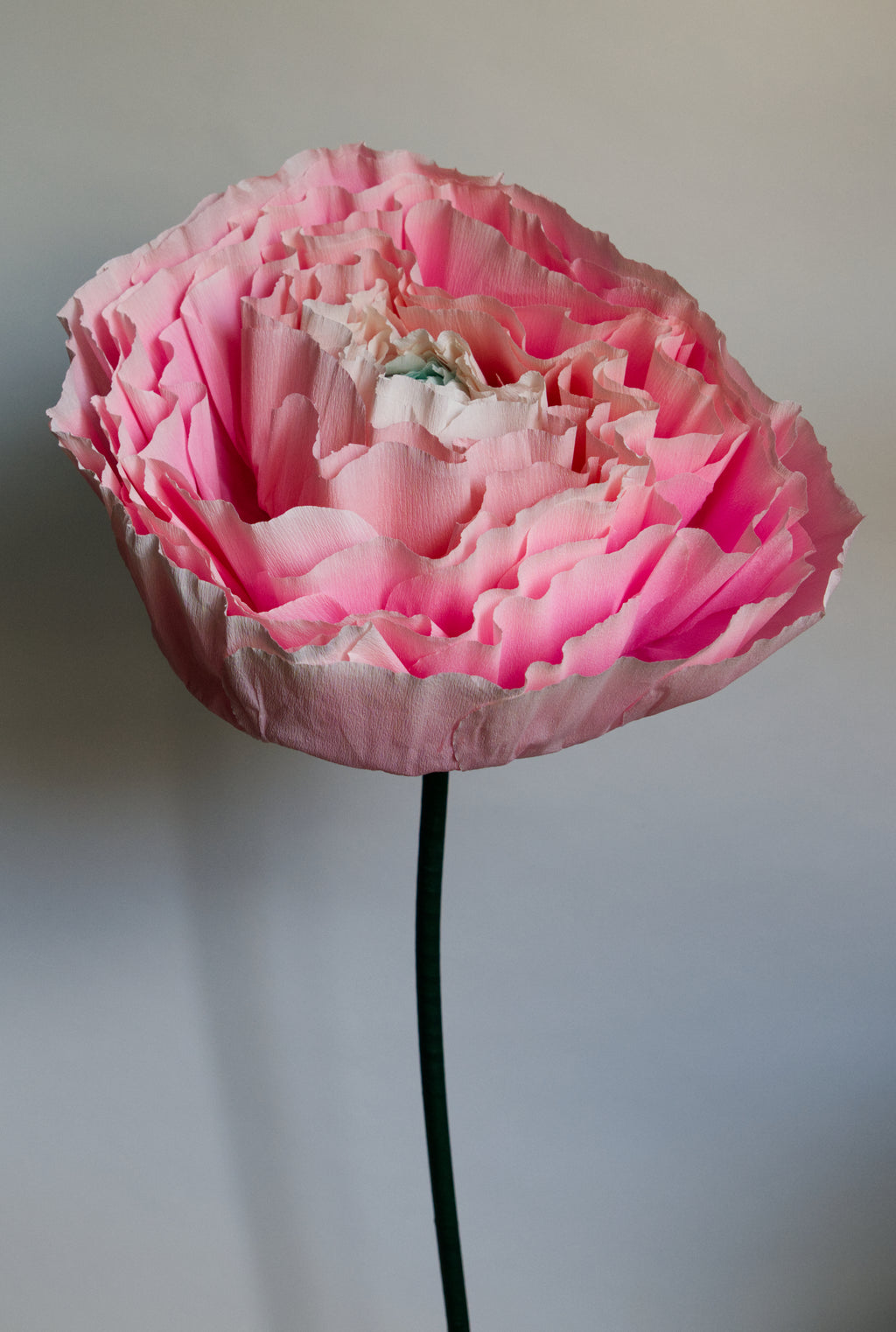 Pink Ranunculus