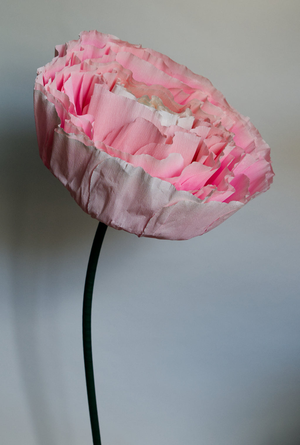 Pink Ranunculus