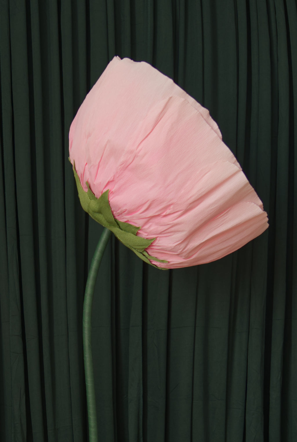 Pink Ranunculus RENTAL