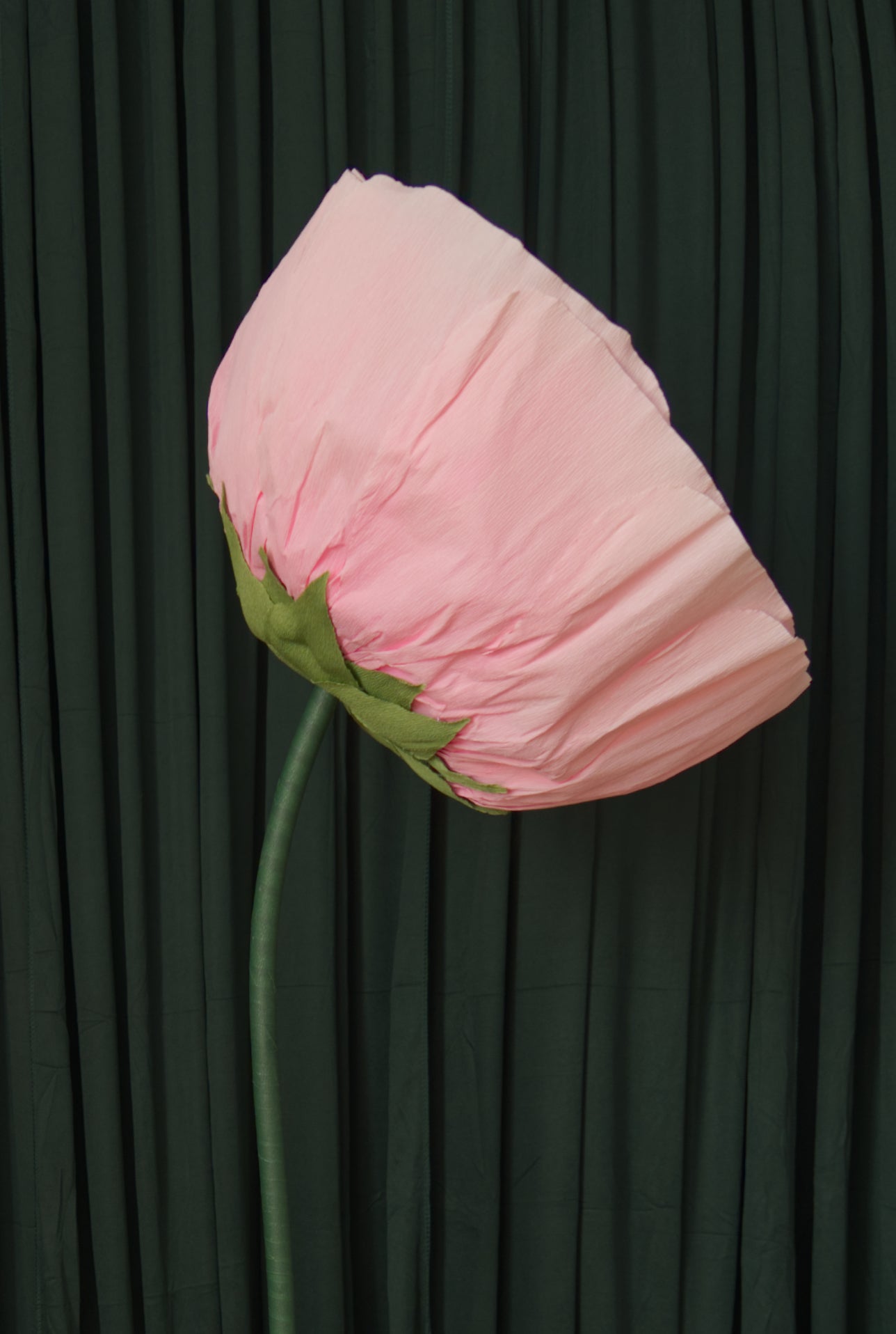 Pink Ranunculus RENTAL