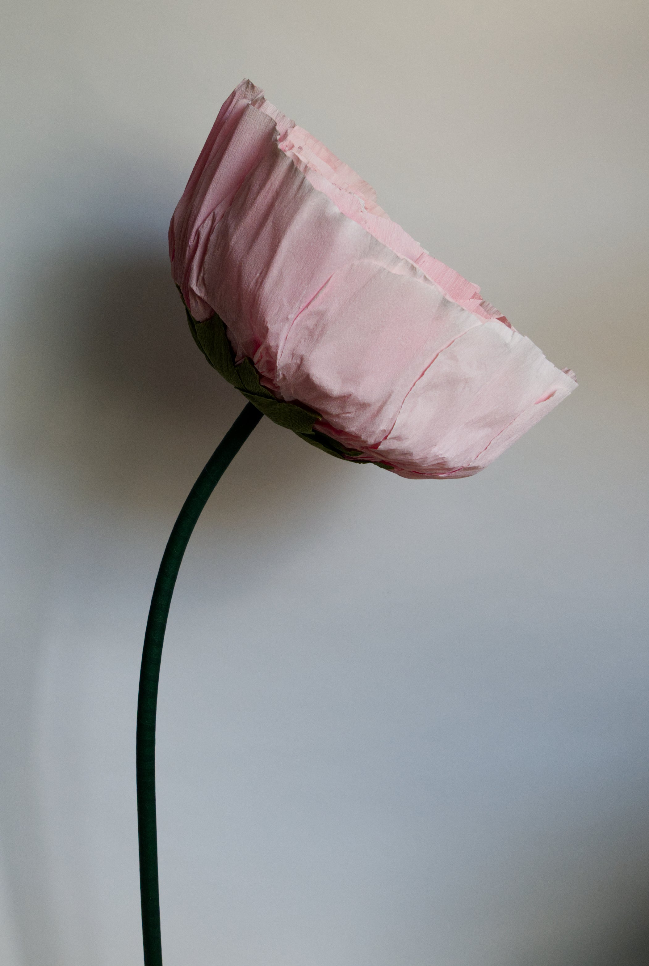 Pink Ranunculus