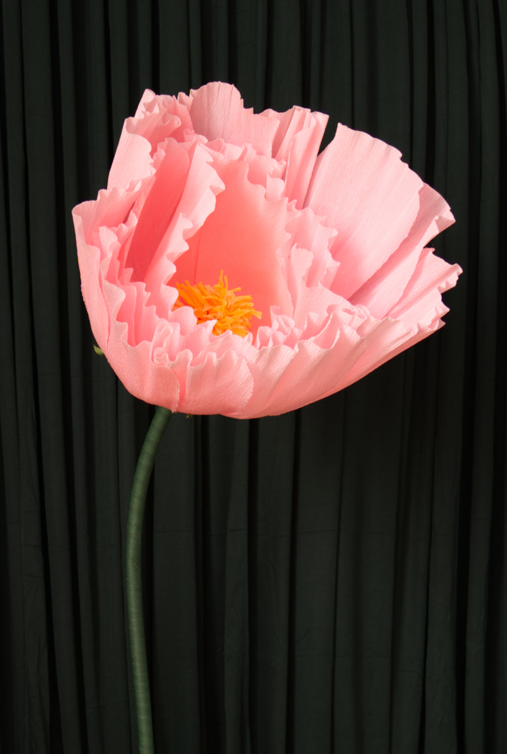 Pink Tree Peony RENTAL