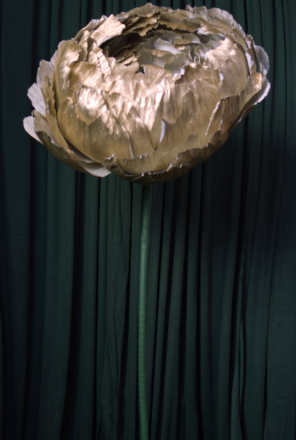 Platinum Double Peony RENTAL