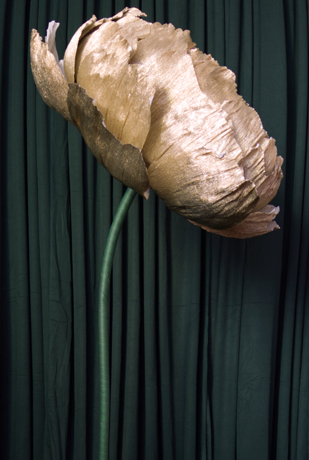 Platinum Double Peony RENTAL