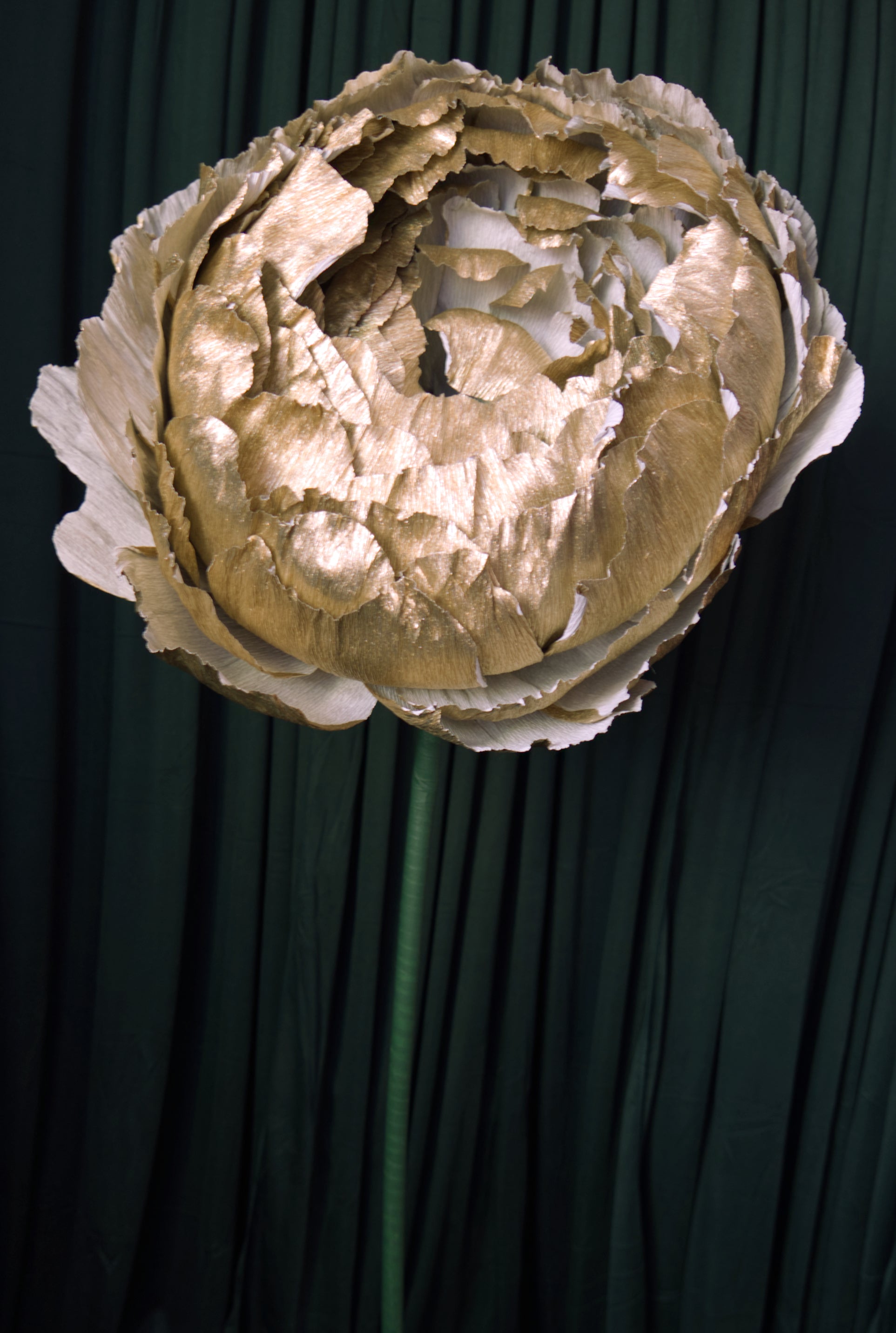 Platinum Double Peony RENTAL