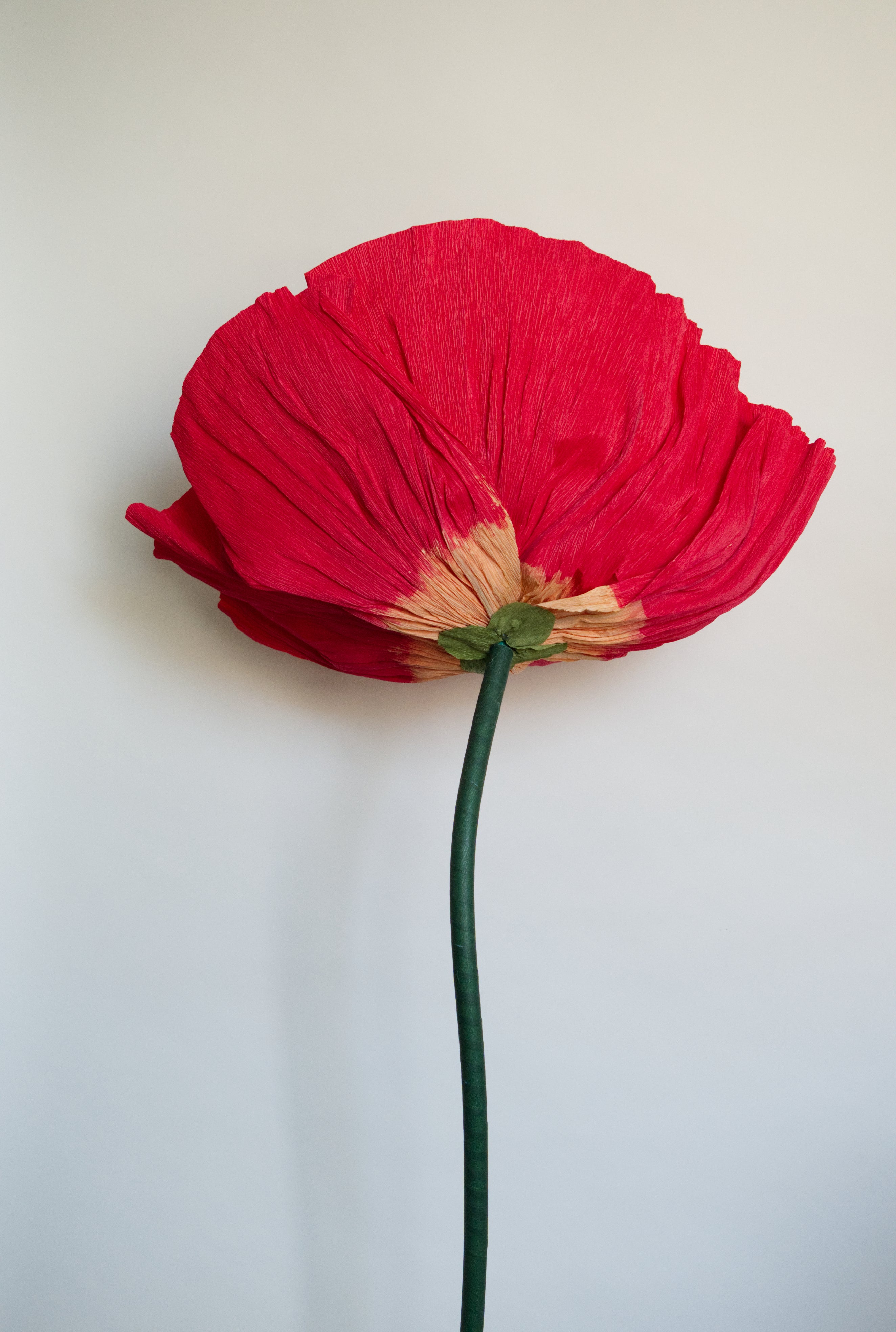 Classic Red Poppy