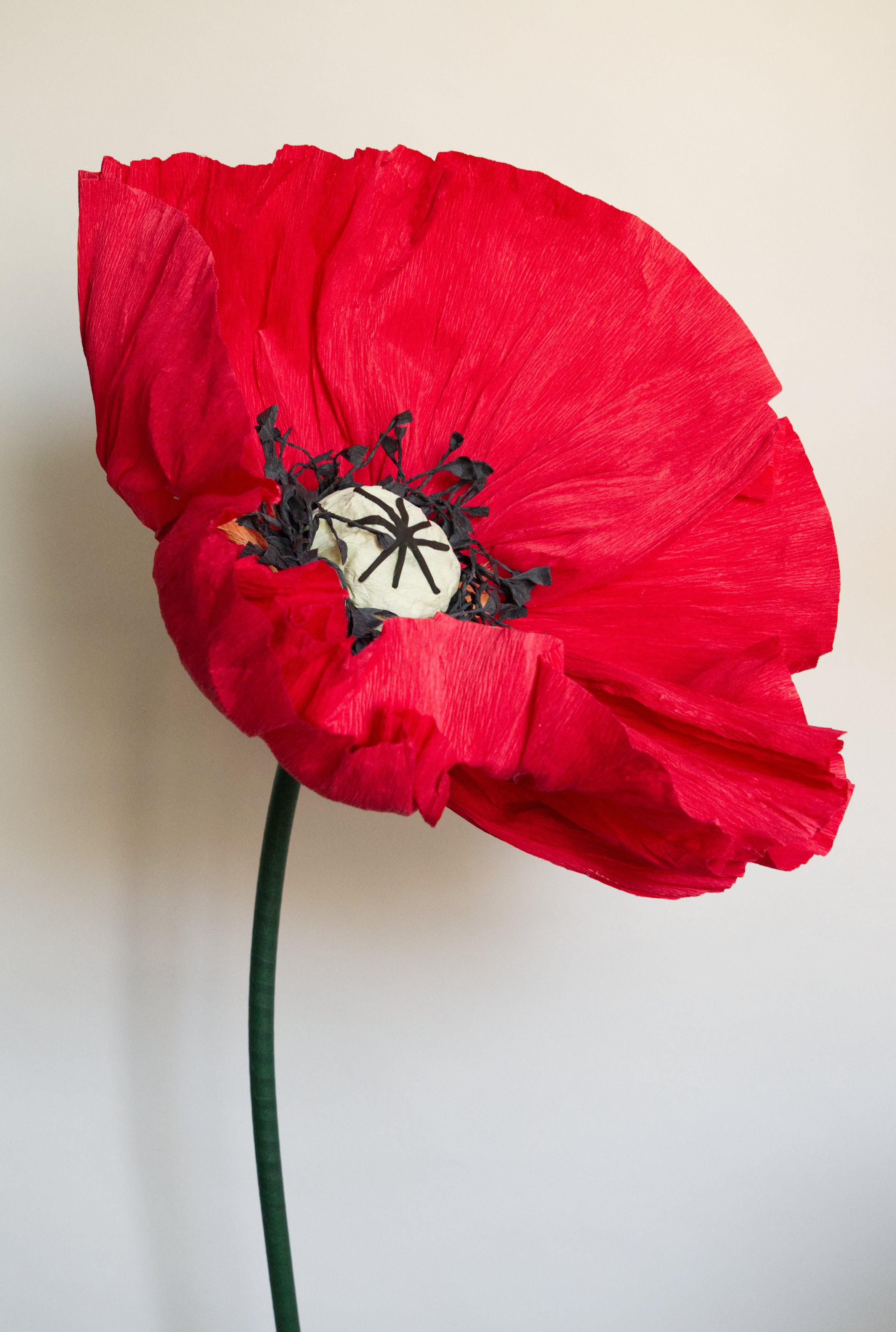 Classic Red Poppy