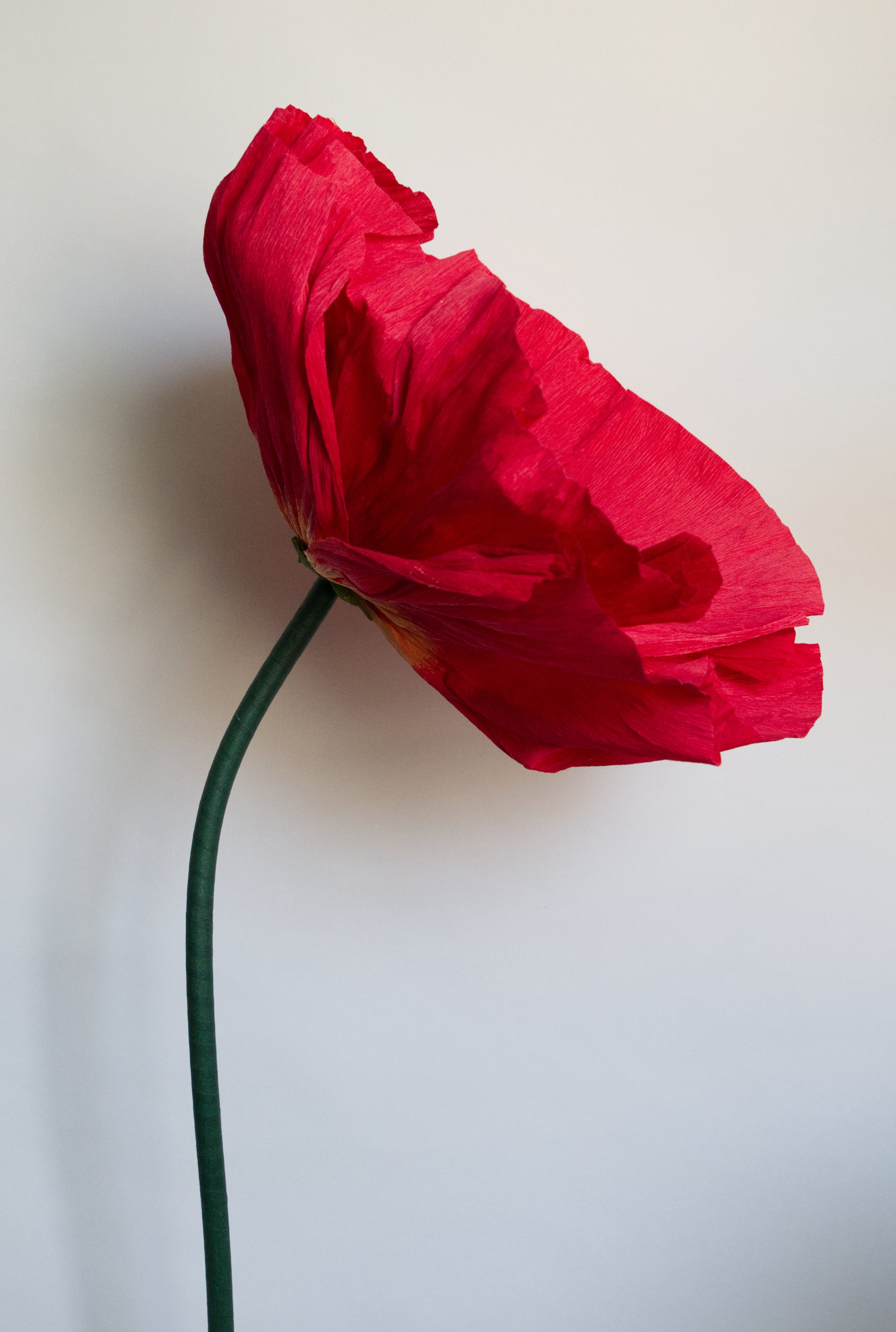 Classic Red Poppy