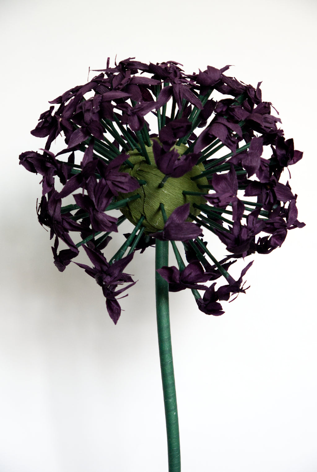 Purple Allium