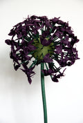 Purple Allium