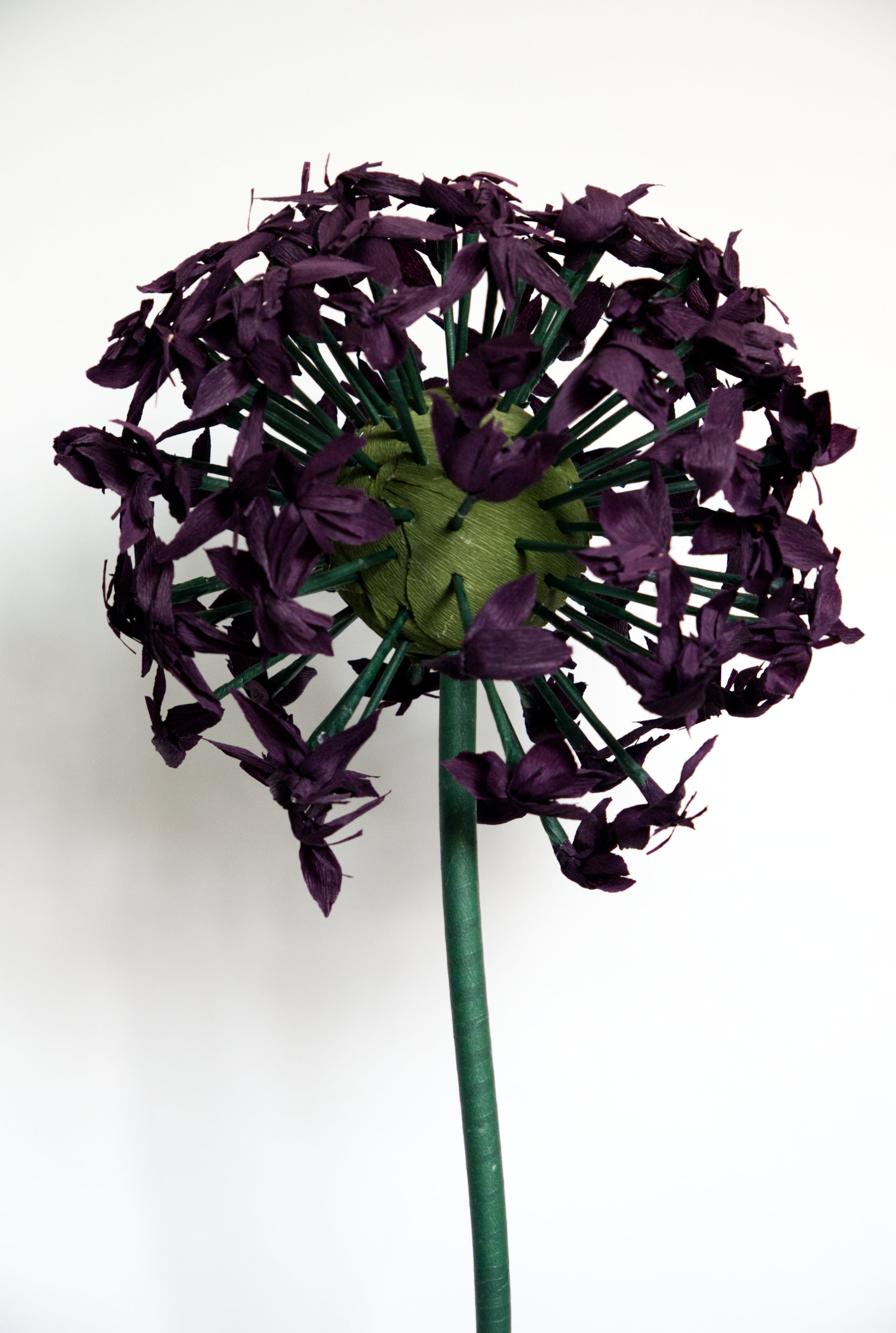 Purple Allium