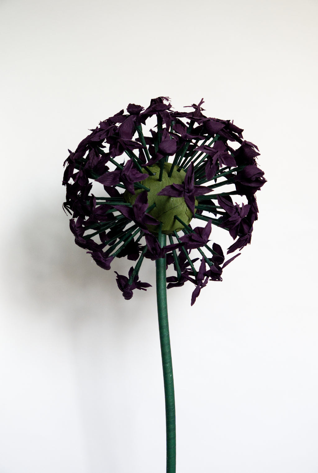 Purple Allium